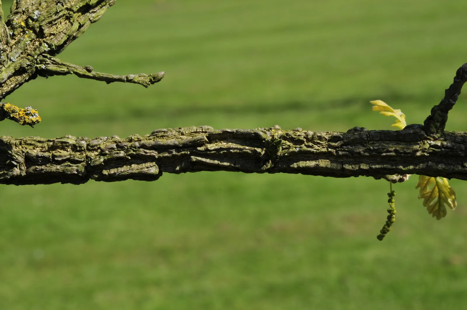 Burr Oak (Quercus Macrocarpa) — It features a broad, rounded canopy reaching up to 80 feet in height, with a similar spread