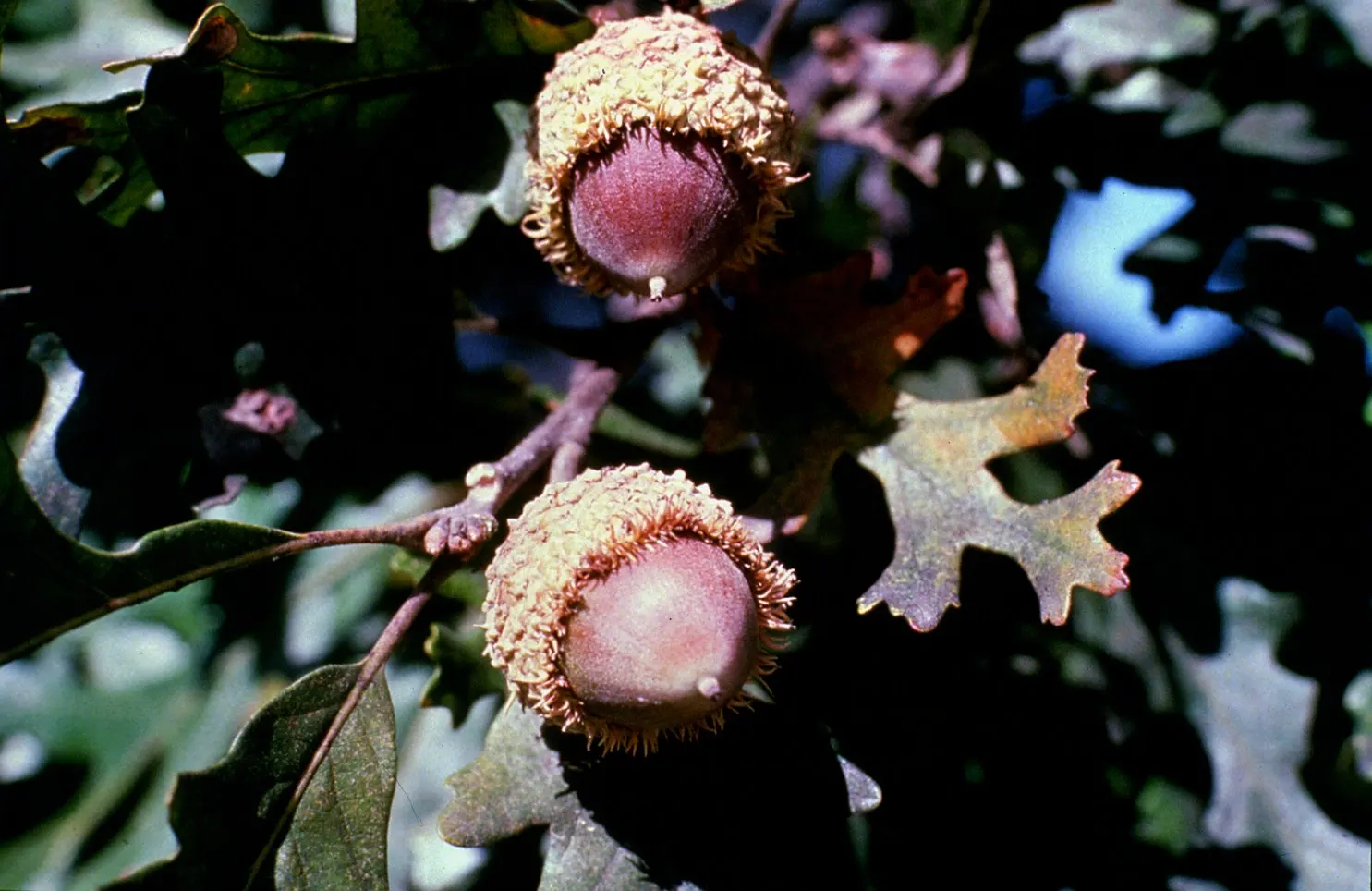 Burr Oak (Quercus Macrocarpa) — Foliage turns a golden yellow in the fall, adding seasonal interest to expansive landscapes; creating a stately, image 77
