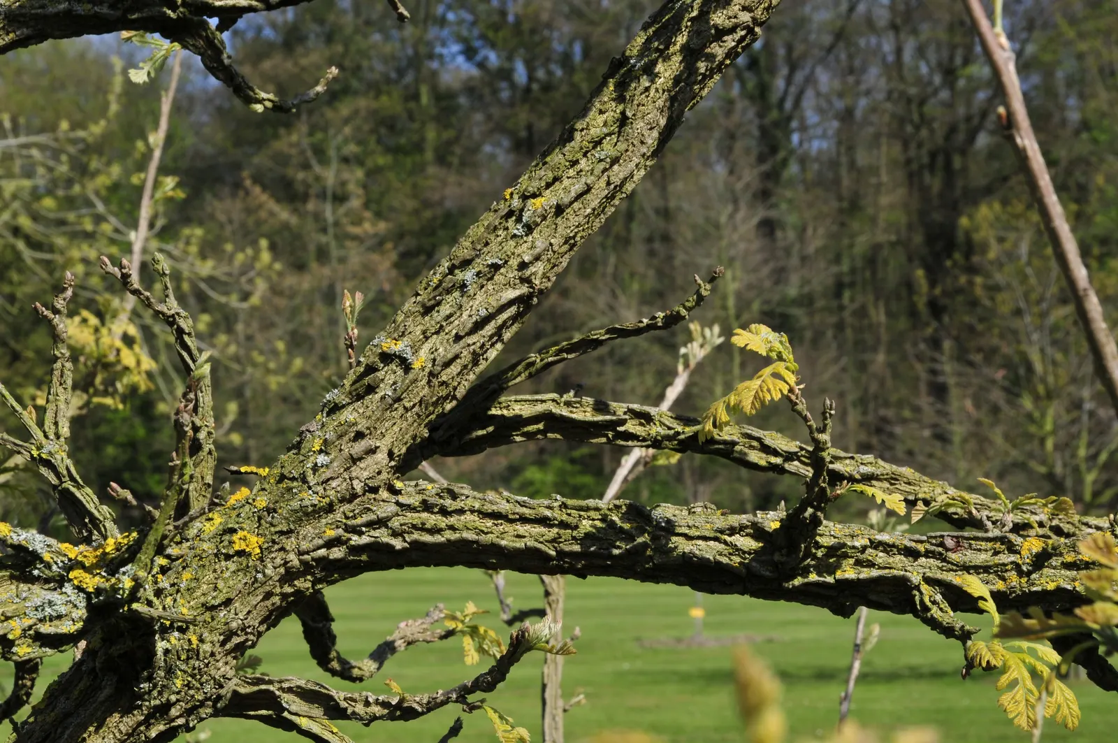 Burr Oak (Quercus Macrocarpa) — rounded canopy offers ample shade during the hot summer months; measuring 6 to 12 inches long, image 81