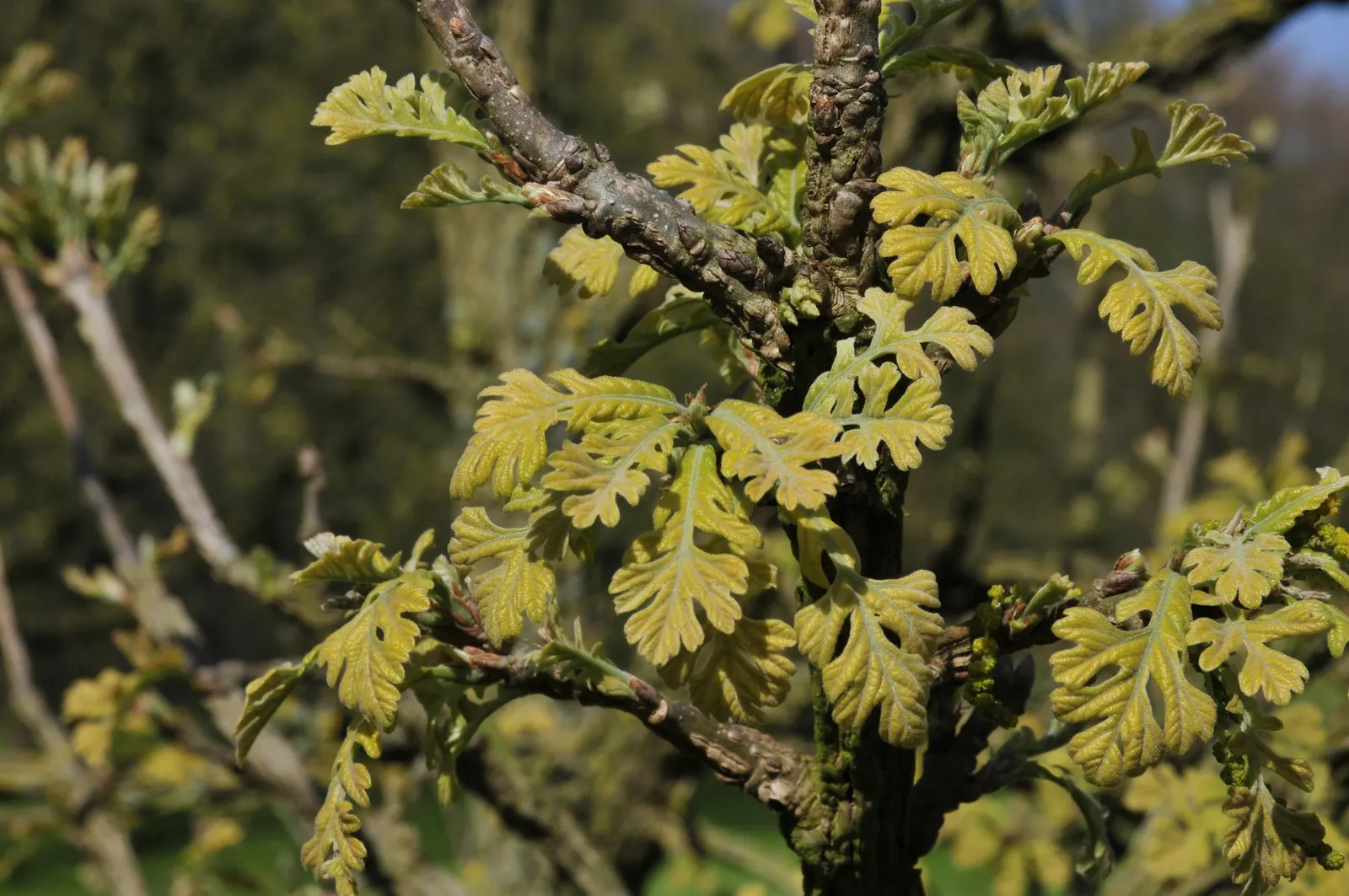 Burr Oak (Quercus Macrocarpa) — Foliage turns a golden yellow in the fall, adding seasonal interest to expansive landscapes