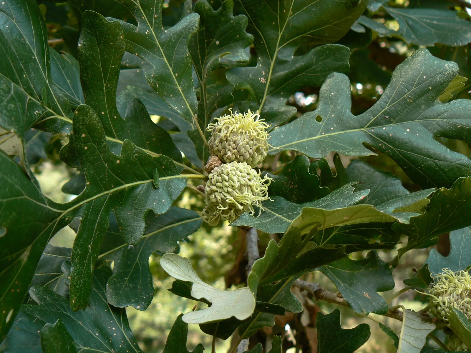 Burr Oak (Quercus Macrocarpa) — creating a stately dome of vibrant green foliage; foliage turns a golden yellow in the fall, adding seasonal, image 80