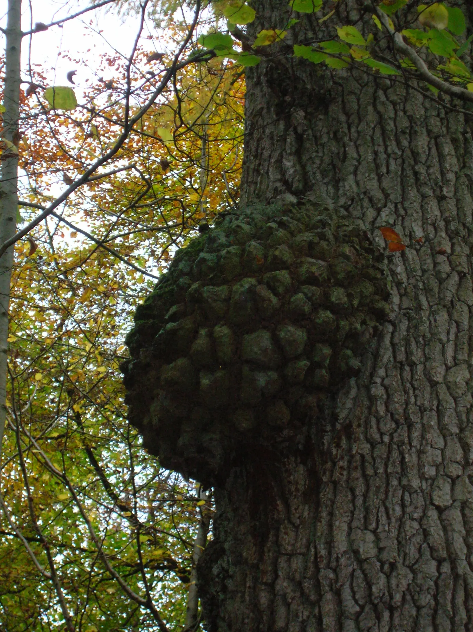 Burr Oak (Quercus Macrocarpa) — enhancing the tree's ecological value.<br><br>Hardy across USDA zones 3 through 8