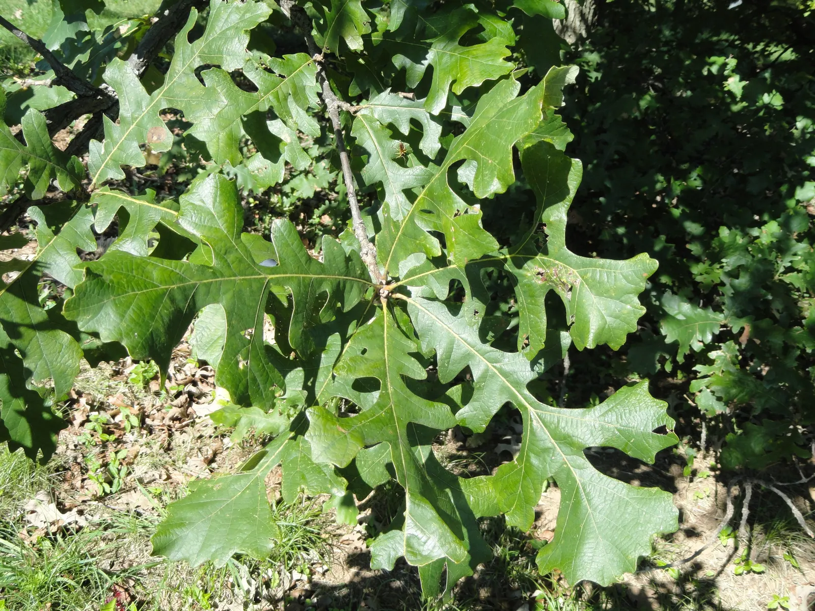 Burr Oak (Quercus Macrocarpa) — This regal oak can reach an impressive height of 70 to 80 feet with a generous spread of 60 to 70 feet; consider, image 79