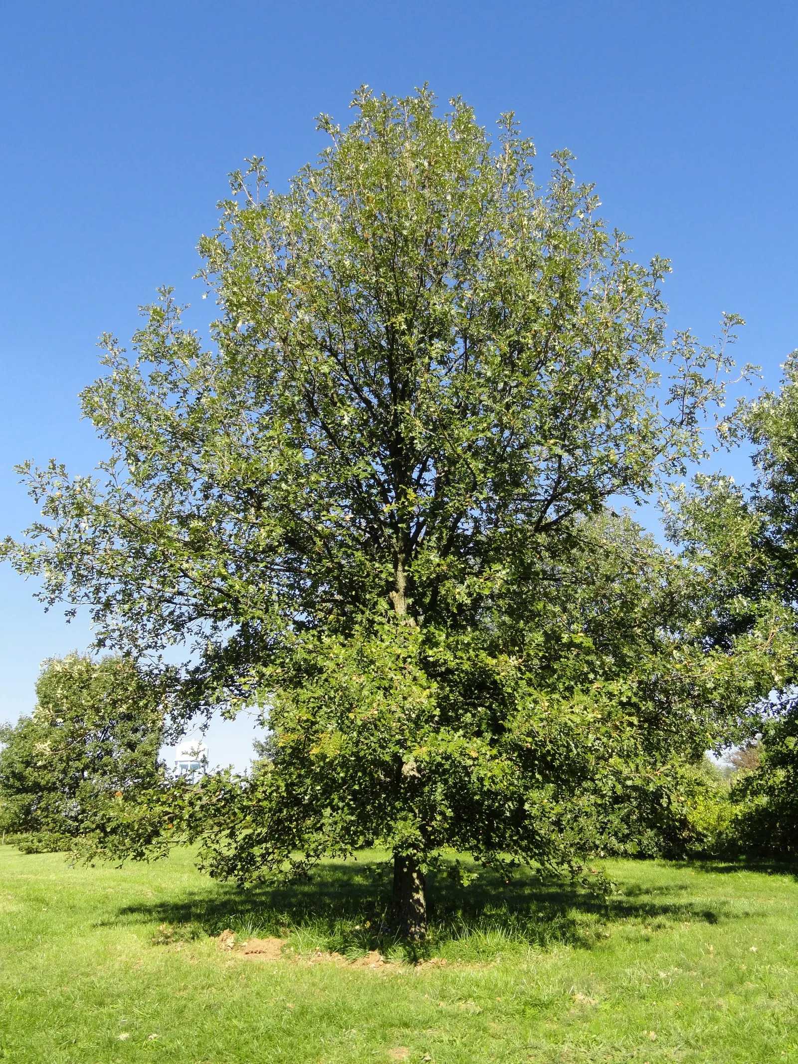 Burr Oak (Quercus Macrocarpa) — scientifically named Quercus macrocarpa; measuring 1 to 2 inches long, image 78