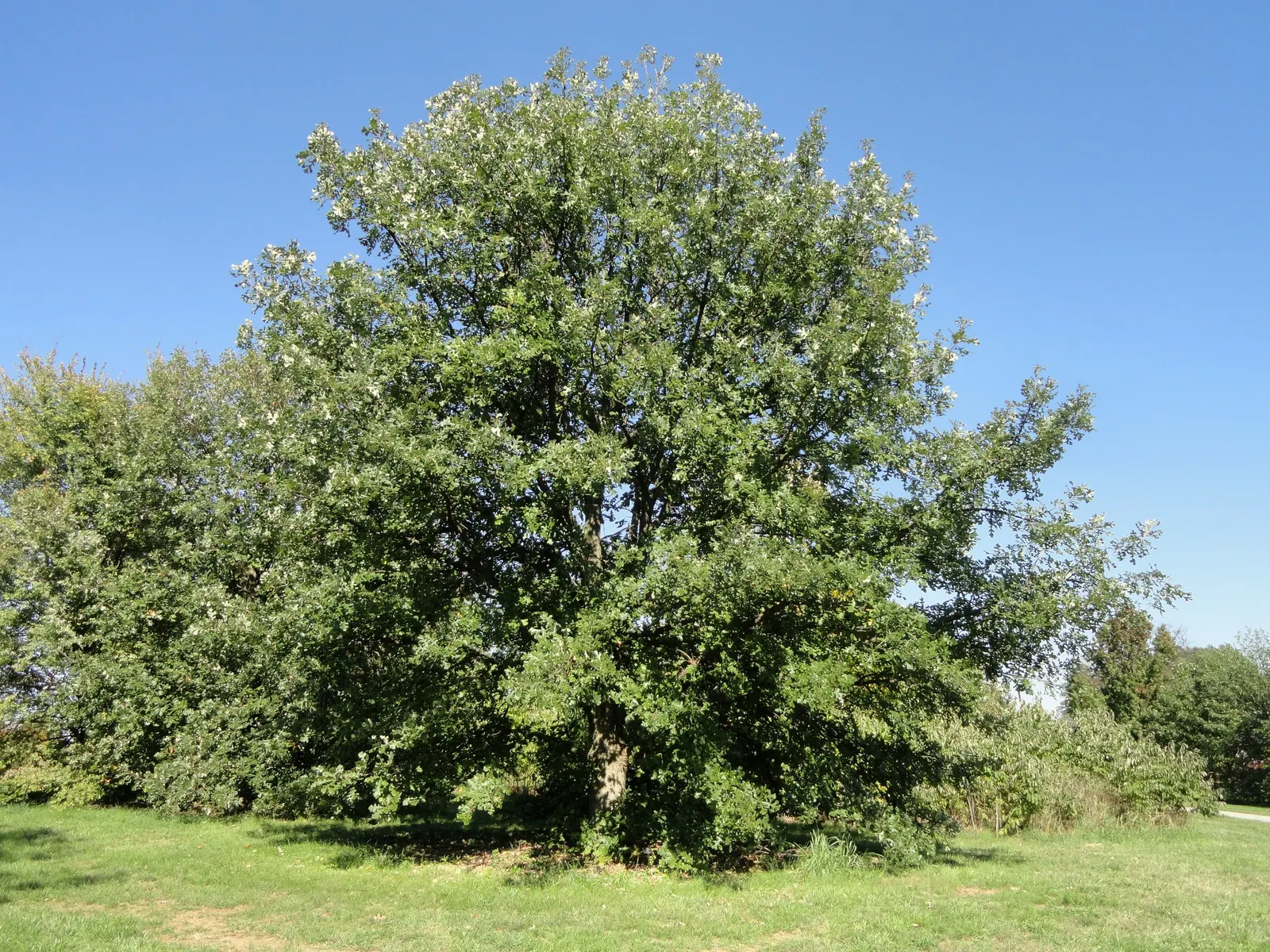 Burr Oak (Quercus Macrocarpa) — tree for full; when designing landscapes, image 72
