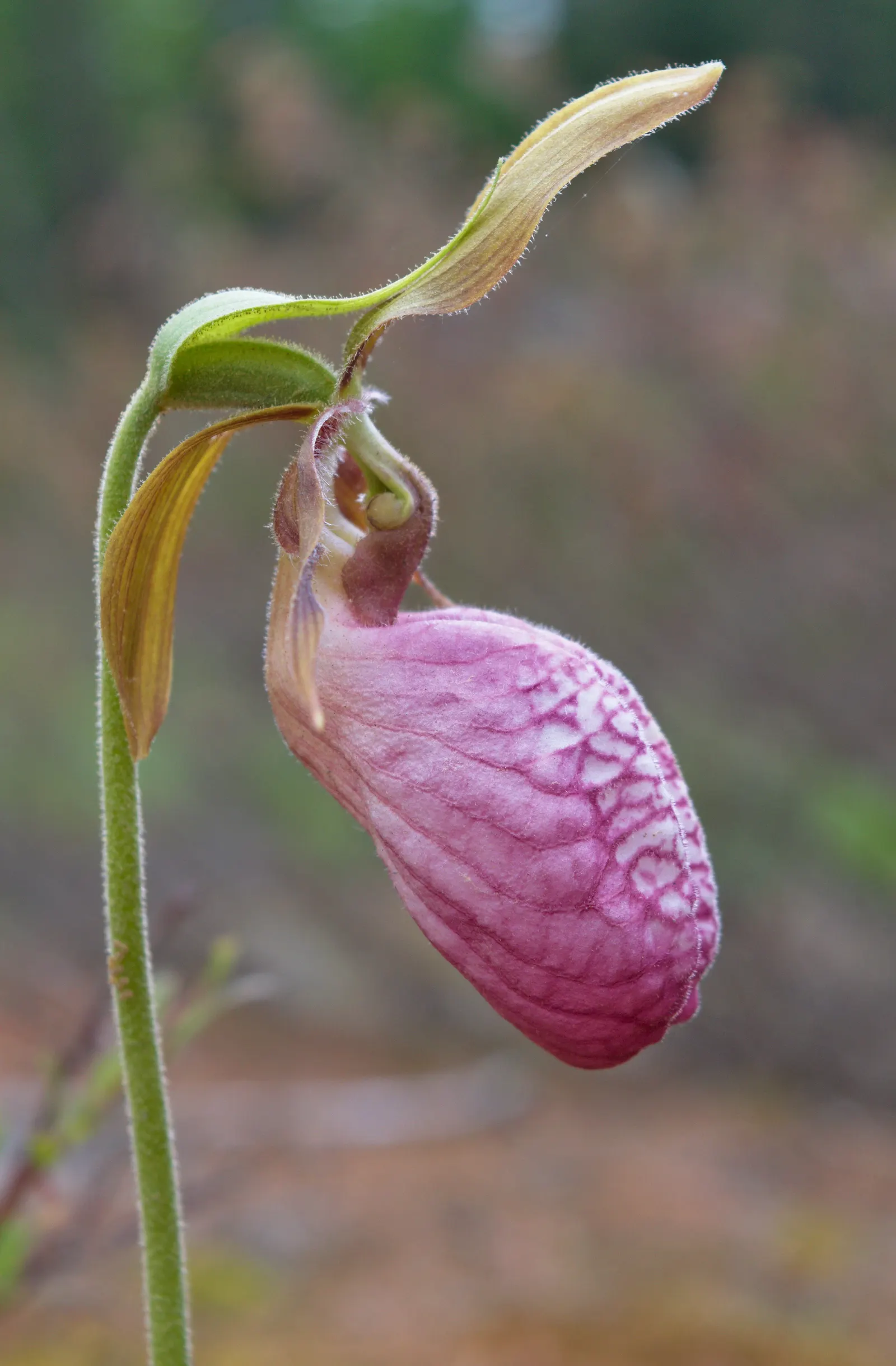 Lady's Slipper, Slipper Plant (Pedilanthus Macrocarpa) — The Lady's Slipper or Slipper Plant
