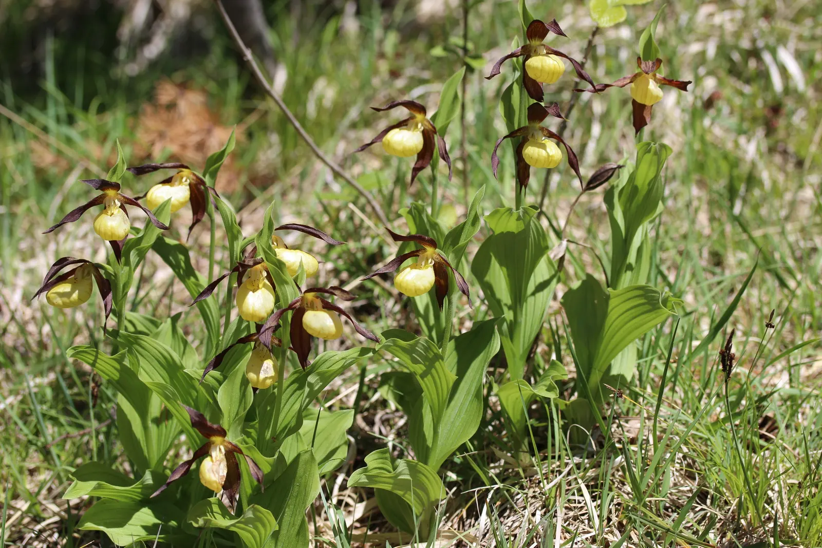 Lady's Slipper, Slipper Plant (Pedilanthus Macrocarpa) — Once established, it's drought-tolerant, requiring minimal care; orange and red flowers in, image 58