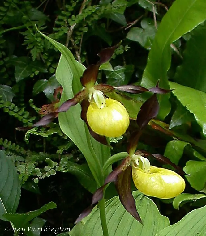 Lady's Slipper, Slipper Plant (Pedilanthus Macrocarpa) — the Pedilanthus macrocarpa is an excellent choice for creating a focal point in a water-wise garden