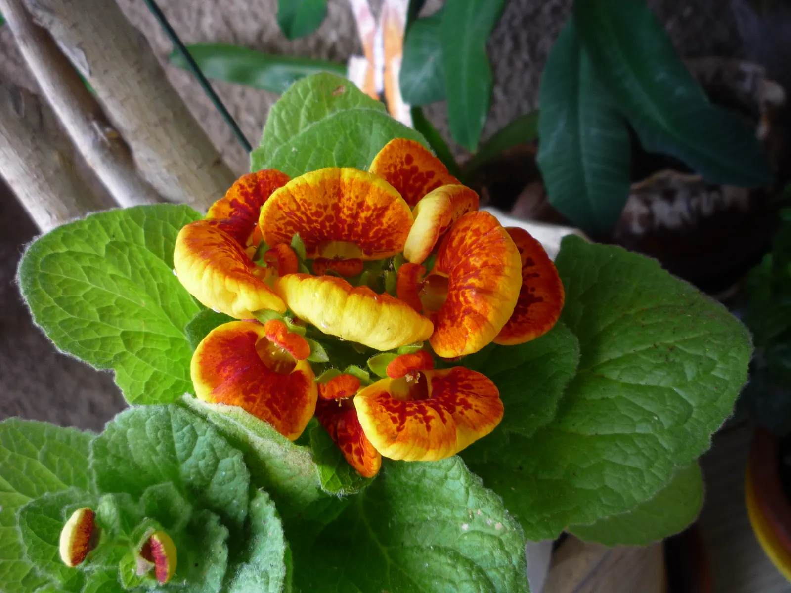 Lady's Slipper, Slipper Plant (Pedilanthus Macrocarpa) — small leaves that typically drop in the hot season to conserve water