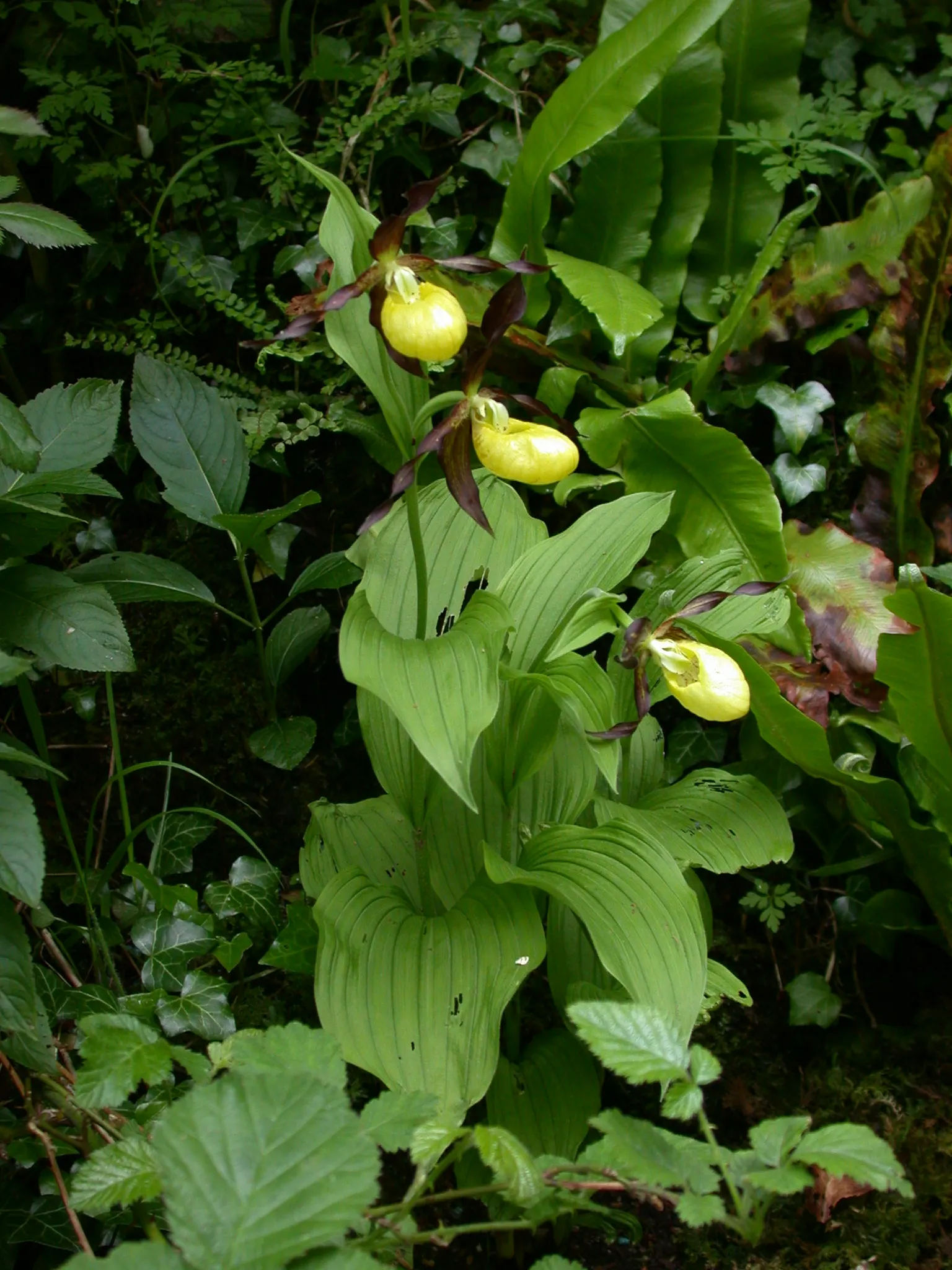Lady's Slipper, Slipper Plant (Pedilanthus Macrocarpa) — the Slipper Plant forms pencil-like; and well-draining soil is imperative to prevent root, image 92