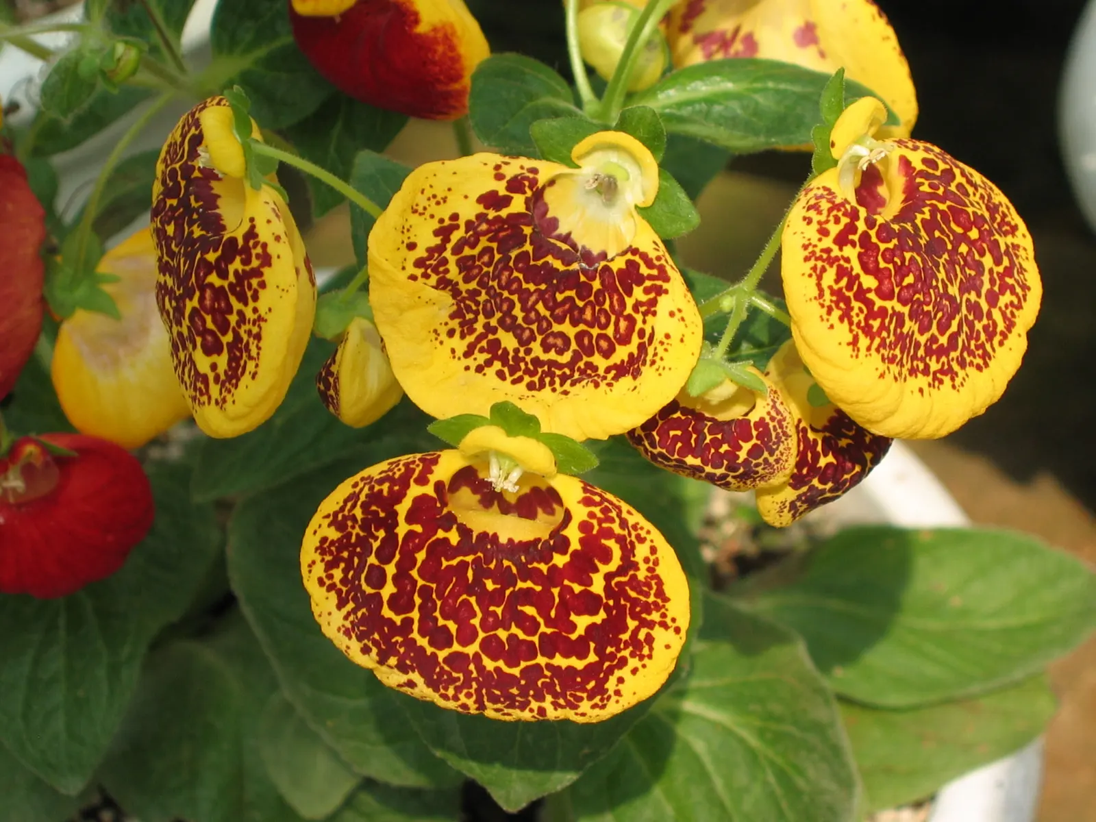 Lady's Slipper, Slipper Plant (Pedilanthus Macrocarpa) — the plant boasts unique red; is a unique and eye-catching succulent that will make an impressive