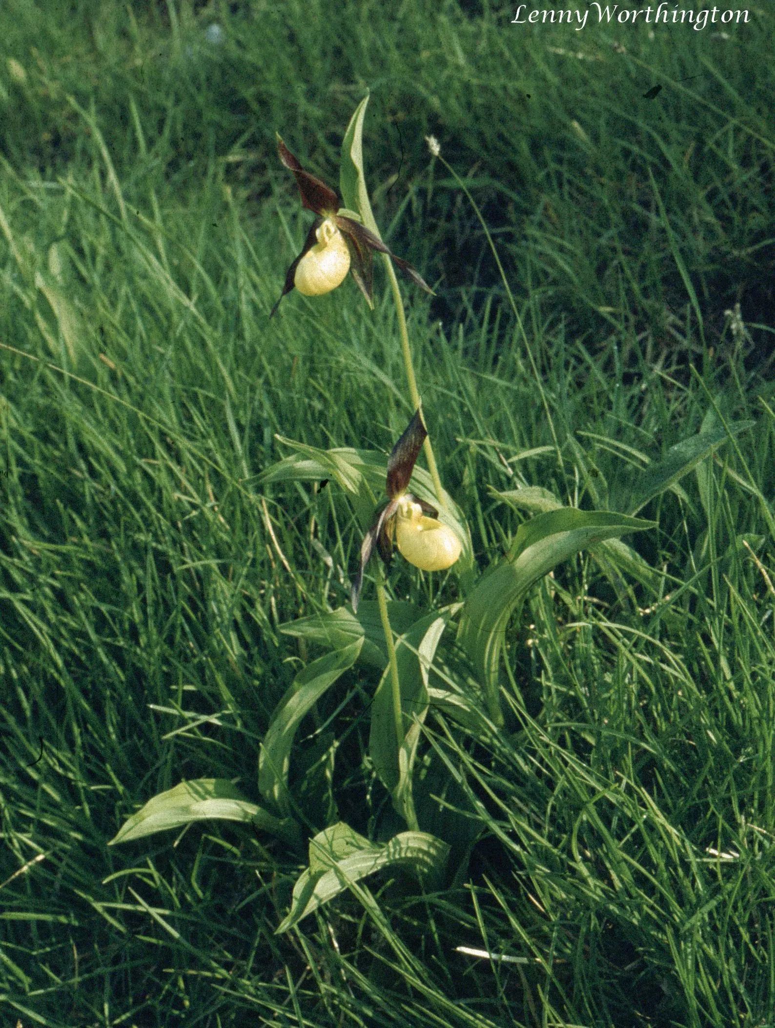 Lady's Slipper, Slipper Plant (Pedilanthus Macrocarpa) — succulent for full or half; the Pedilanthus macrocarpa is an excellent choice for creating, image 81