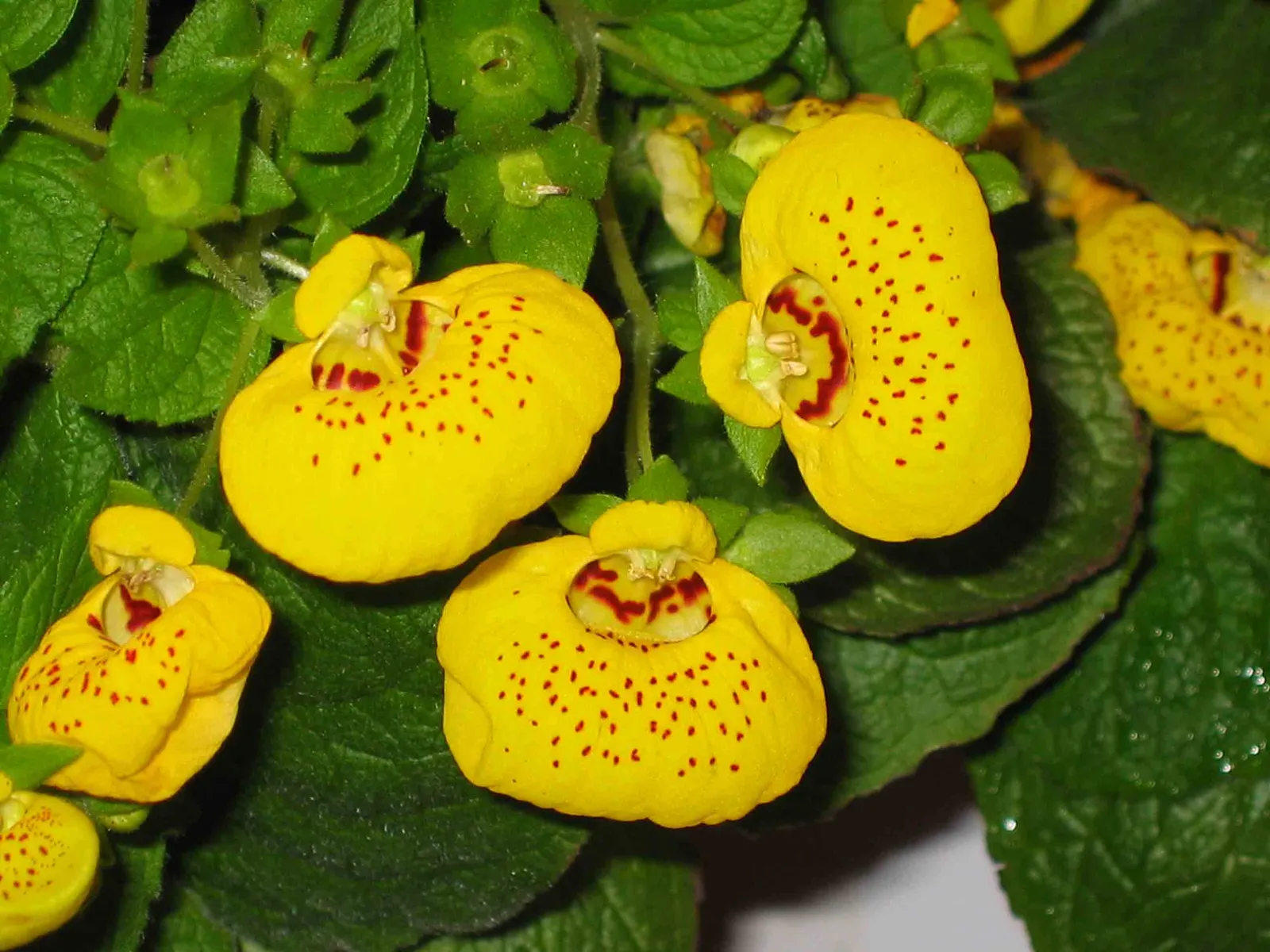 Lady's Slipper, Slipper Plant (Pedilanthus Macrocarpa) — scientifically known as Pedilanthus macrocarpa; it requires a position in full sun
