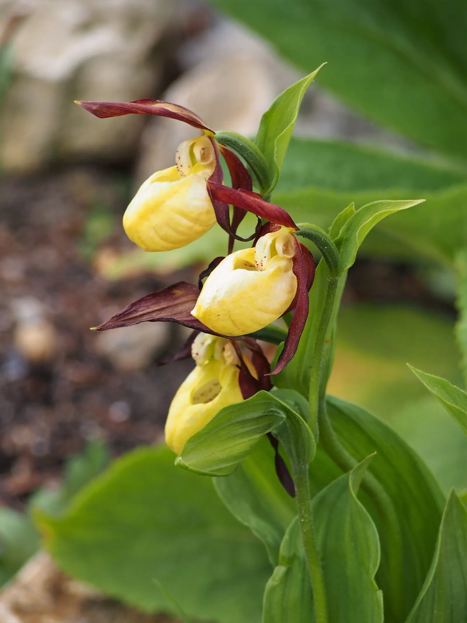 Lady's Slipper, Slipper Plant (Pedilanthus Macrocarpa) — scientifically known as Pedilanthus macrocarpa