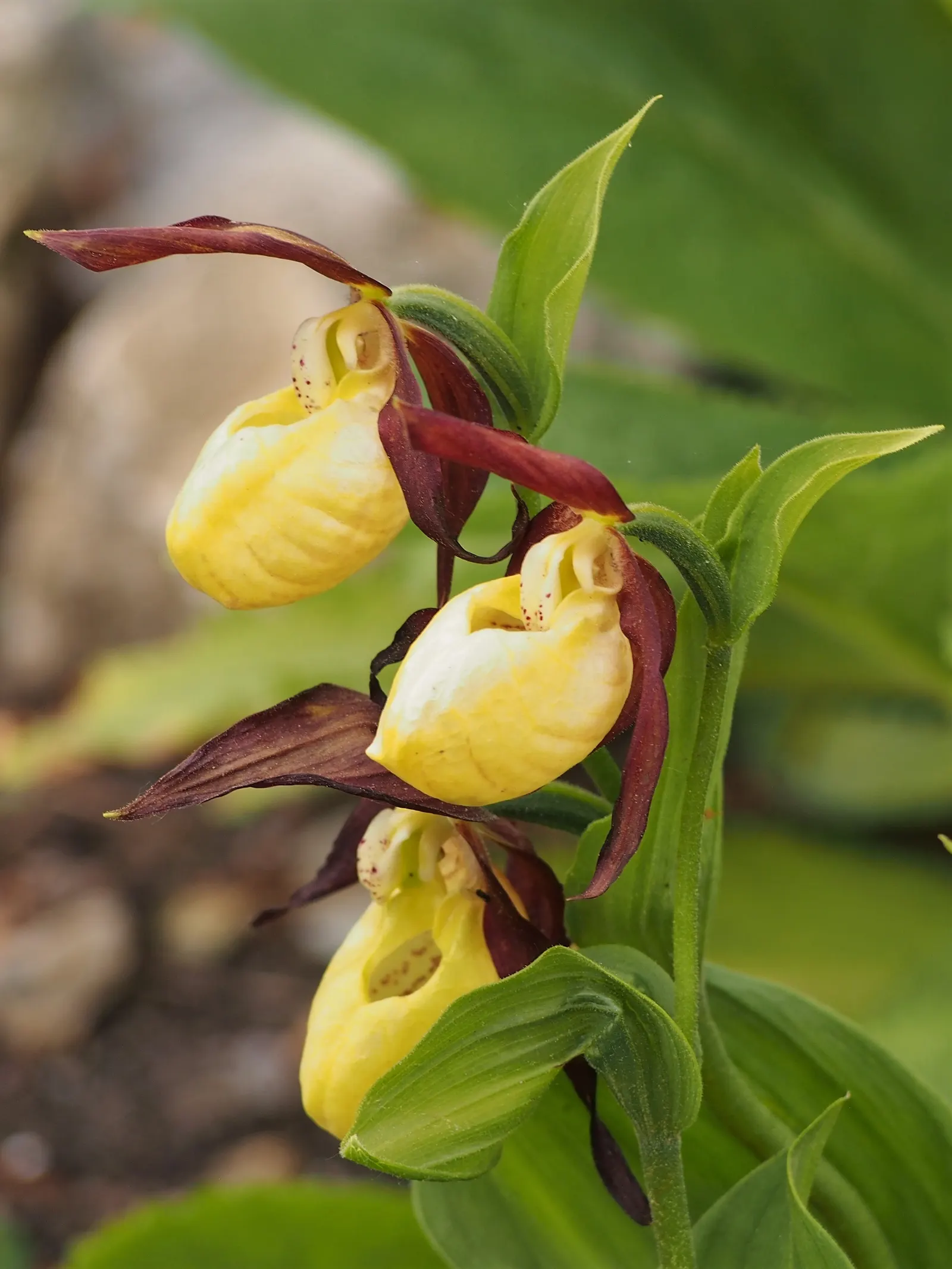 Lady's Slipper, Slipper Plant (Pedilanthus Macrocarpa) — the Pedilanthus macrocarpa is an excellent choice for creating a focal point in a, image 51