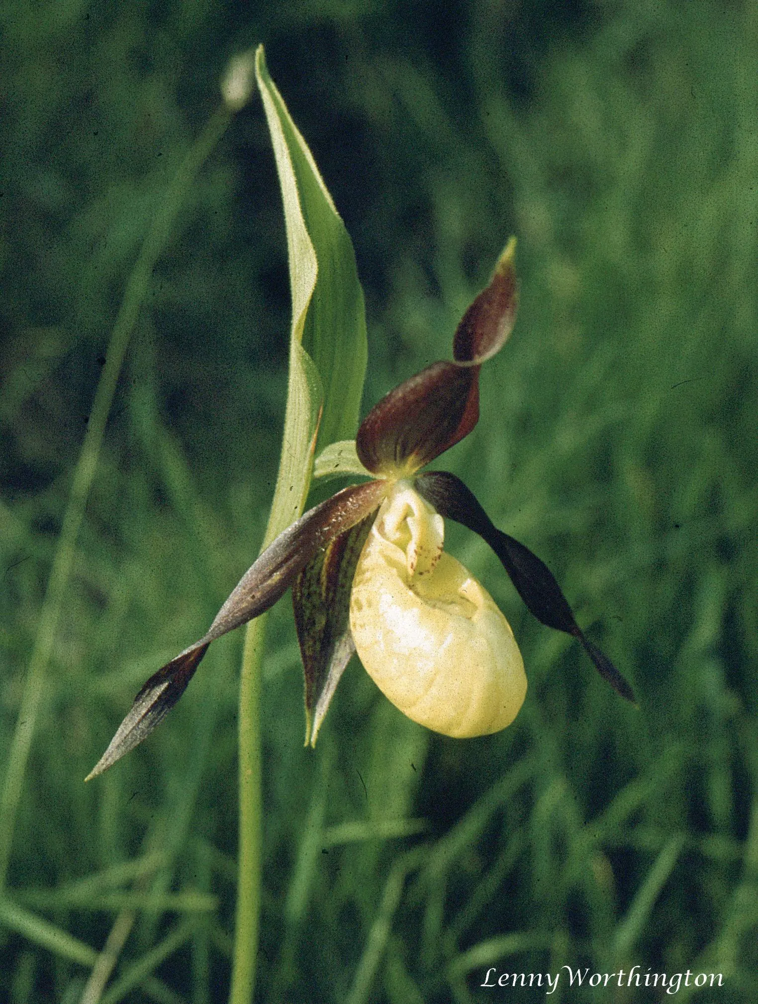 Lady's Slipper, Slipper Plant (Pedilanthus Macrocarpa) — leaving the attractive stems to command visual interest year-round.<br><br>In late spring to early