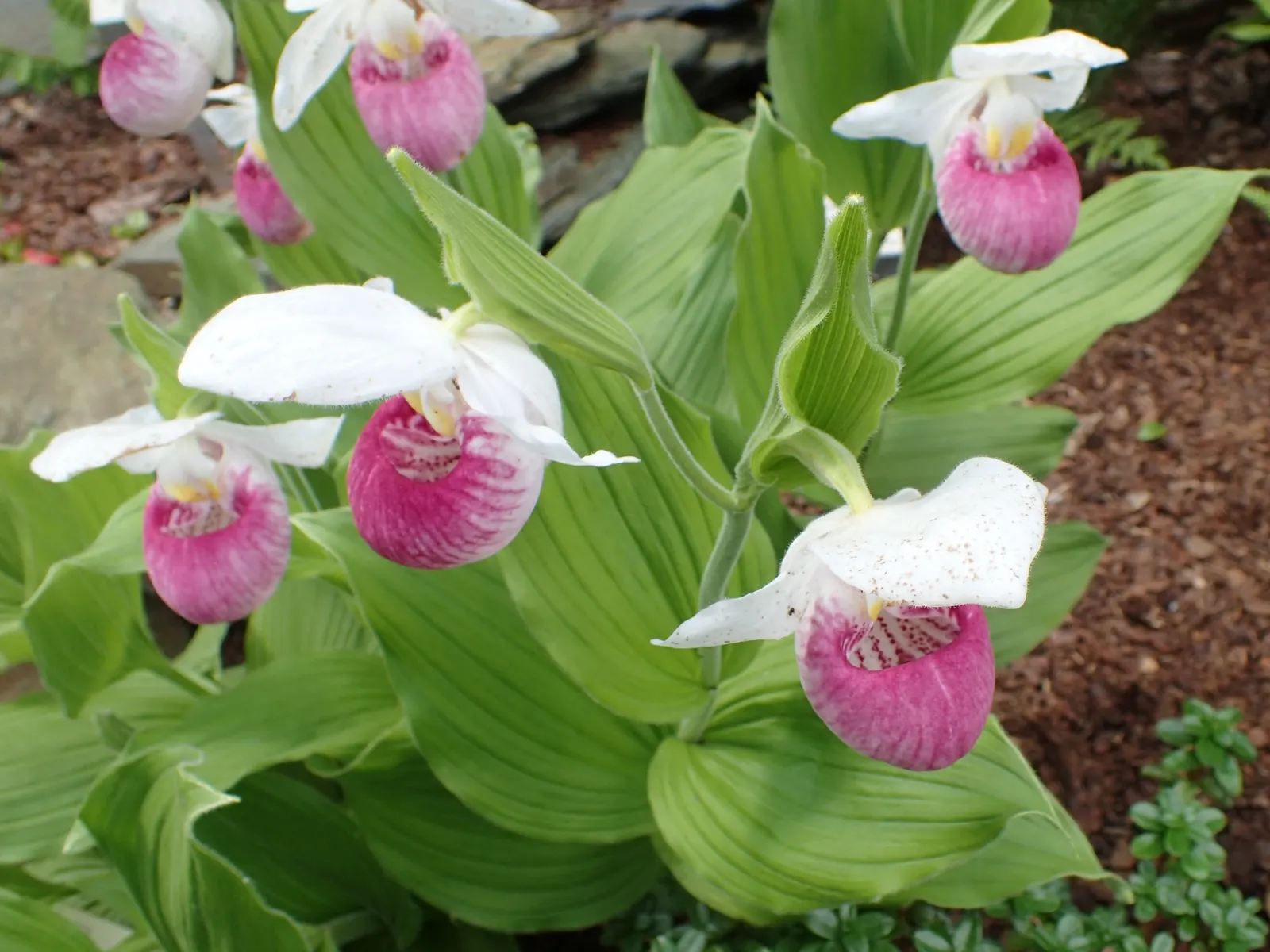 Lady's Slipper, Slipper Plant (Pedilanthus Macrocarpa) — orange and red flowers in the garden; native to the deserts of Mexico