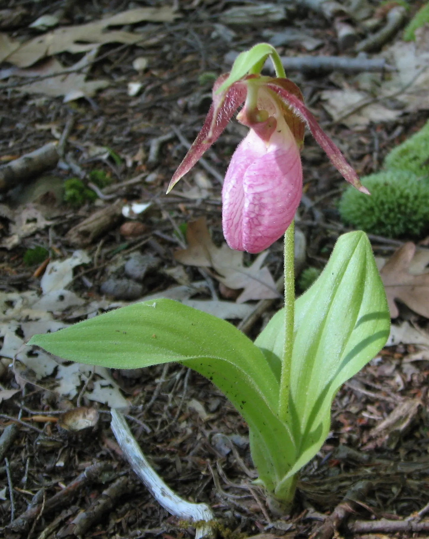 Lady's Slipper, Slipper Plant (Pedilanthus Macrocarpa) — providing a striking vertical element in garden compositions; scientifically known as, image 67