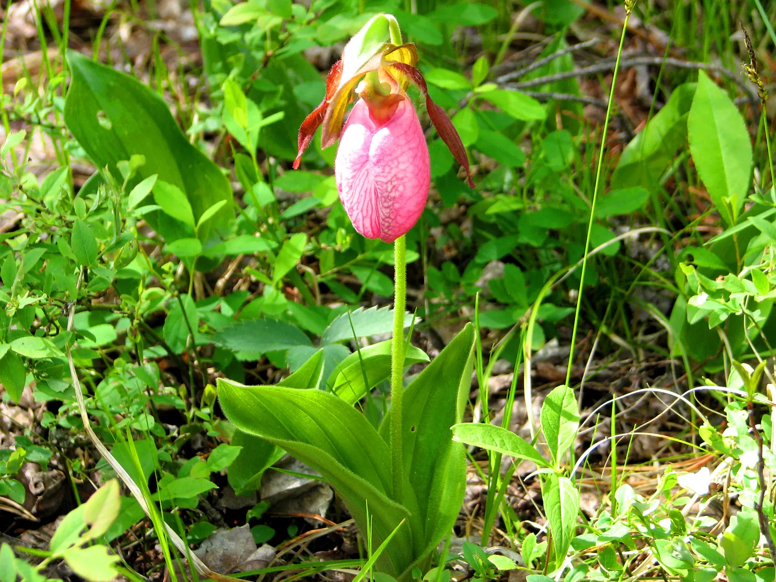 Lady's Slipper, Slipper Plant (Pedilanthus Macrocarpa) — small leaves that typically drop in the hot season to conserve water; hardiness is up to, image 69