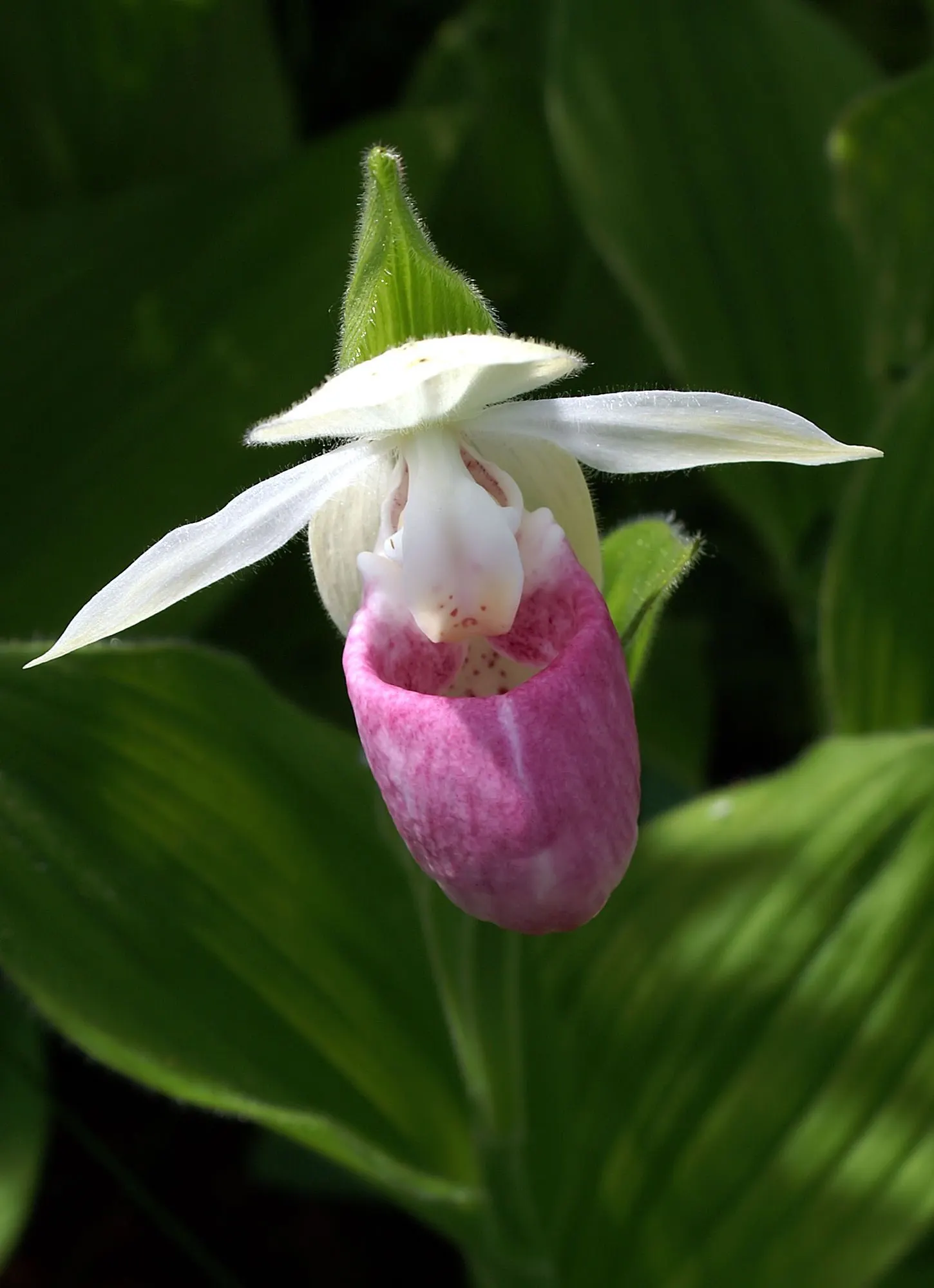 Lady's Slipper, Slipper Plant (Pedilanthus Macrocarpa) — leaving the attractive stems to command visual interest year-round.<br><br>In late spring, image 43