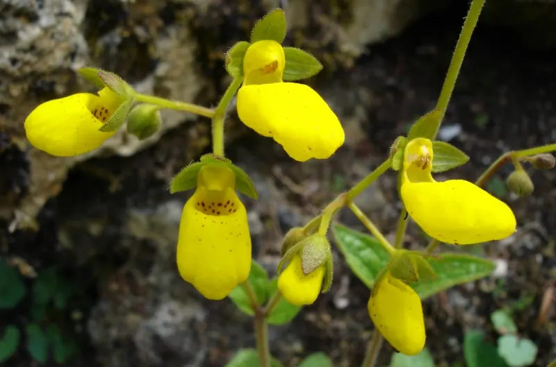 Lady's Slipper, Slipper Plant (Pedilanthus Macrocarpa) — the plant boasts unique red; is a unique and eye-catching succulent that will make an, image 71