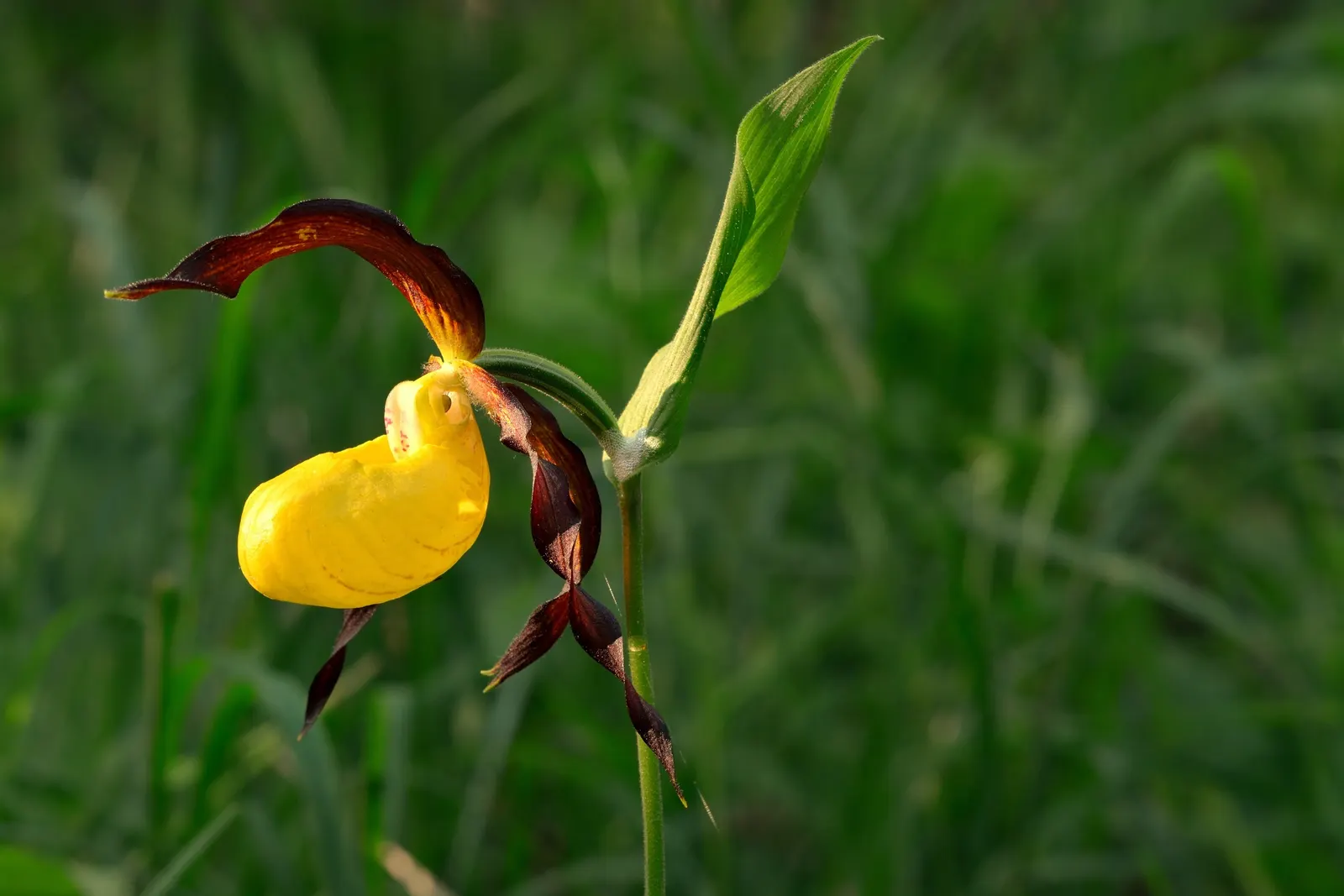 Lady's Slipper, Slipper Plant (Pedilanthus Macrocarpa) — Hardiness is up to USDA Zone 9, with temperatures not falling below 20&deg;F (-6.7&deg;C)