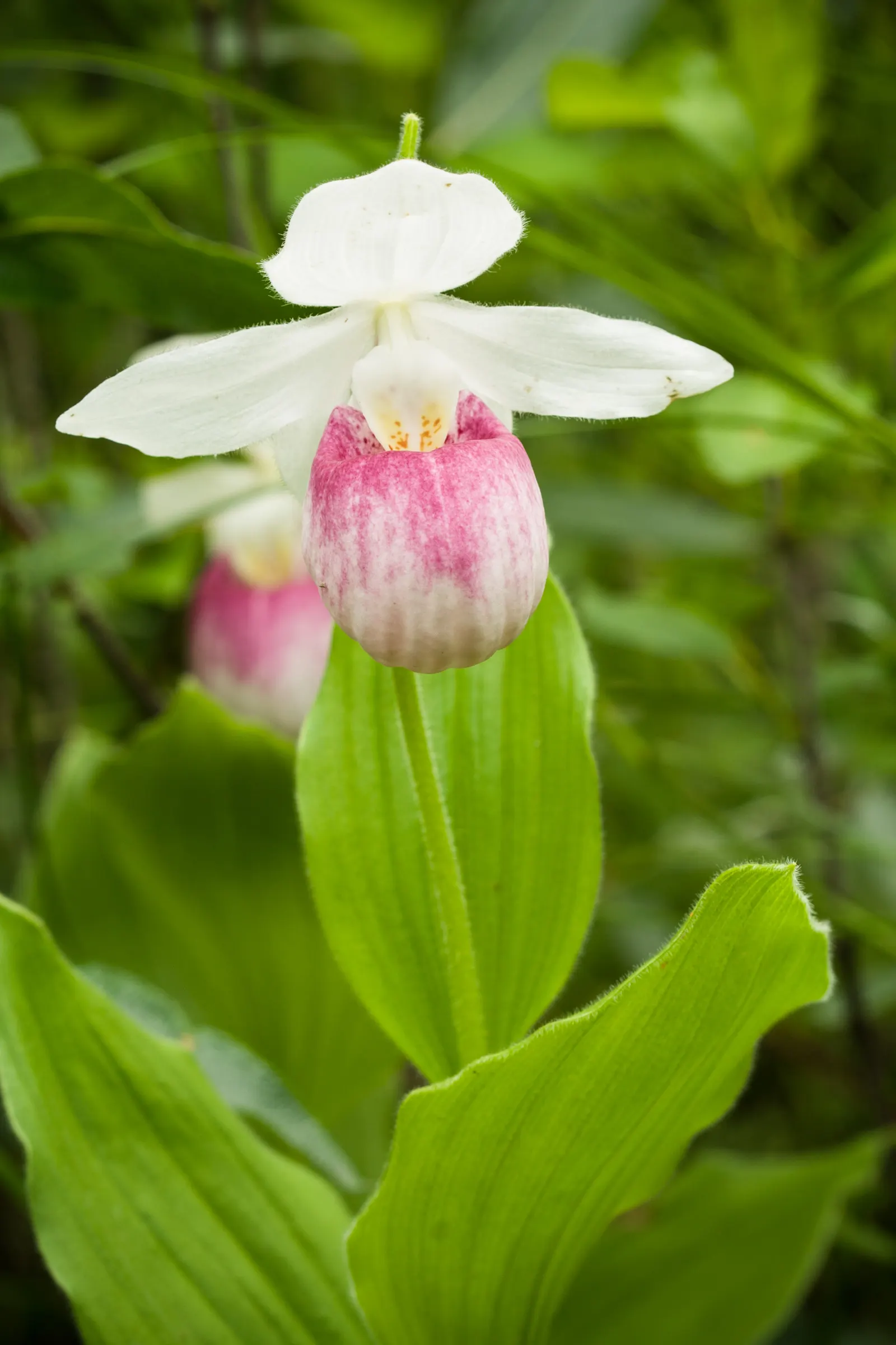 Lady's Slipper, Slipper Plant (Pedilanthus Macrocarpa) — succulent for full or half