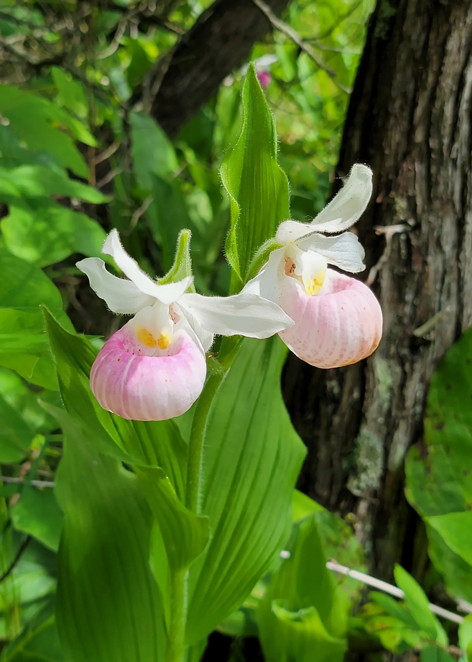 Lady's Slipper, Slipper Plant (Pedilanthus Macrocarpa) — Its curved, slipper-shaped green pods and red flowers add exotic flair