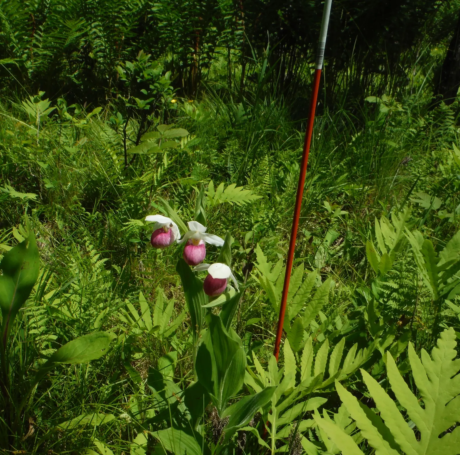 Lady's Slipper, Slipper Plant (Pedilanthus Macrocarpa) — Hardiness is up to USDA Zone 9, with temperatures not falling below 20&deg;F (-6.7&deg;C), image 75