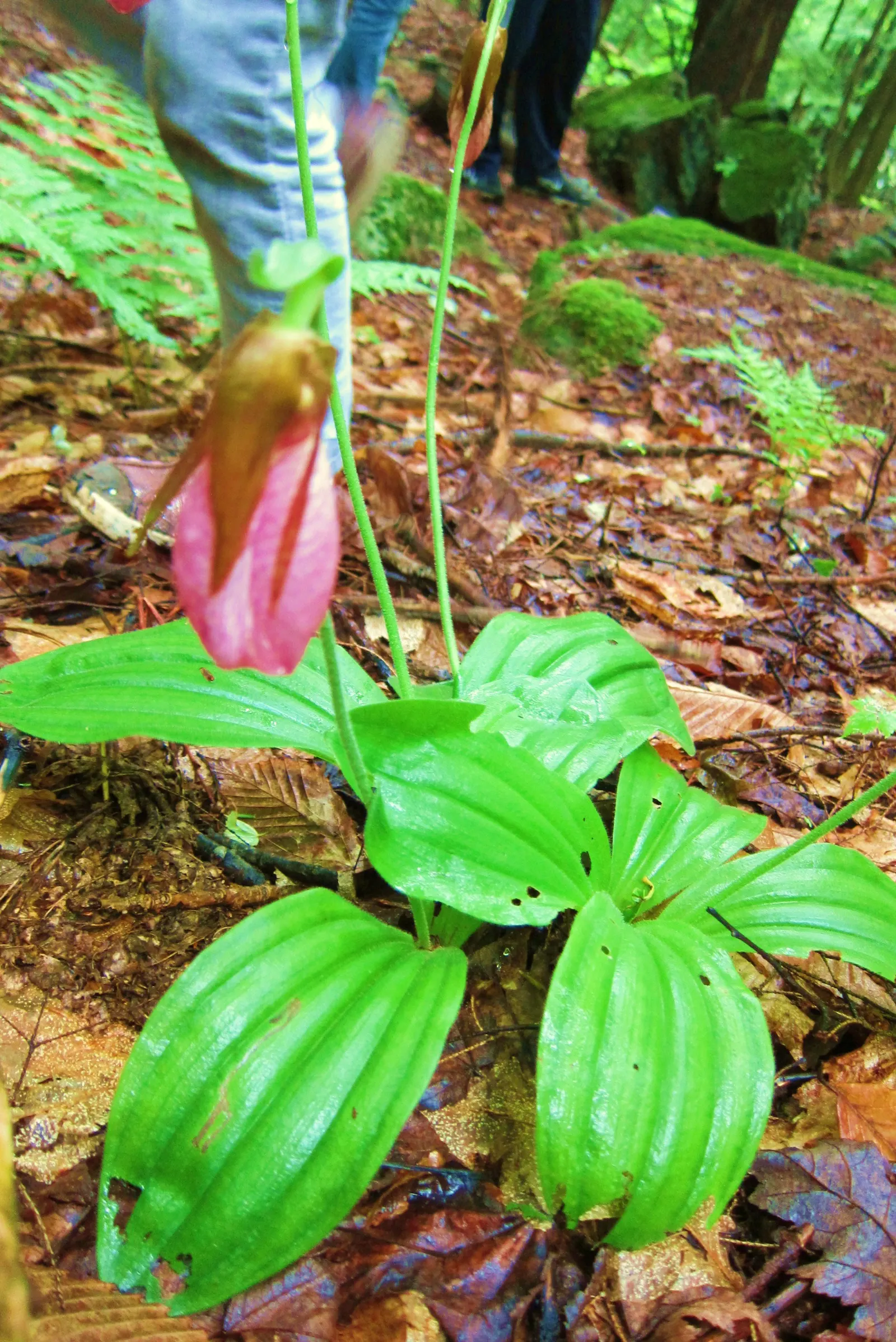 Lady's Slipper, Slipper Plant (Pedilanthus Macrocarpa) — Its curved, slipper-shaped green pods and red flowers add exotic flair; the Slipper Plant forms
