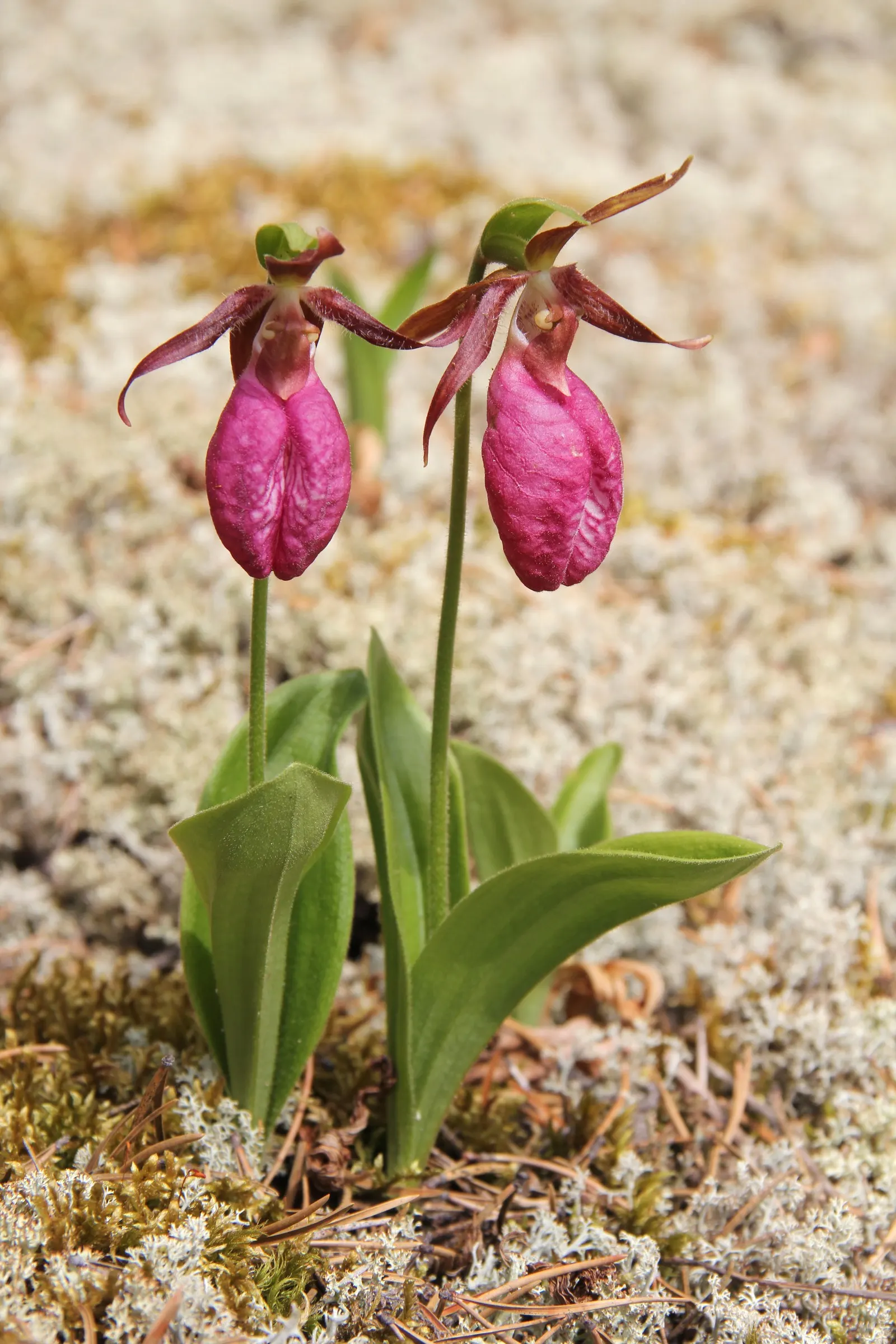 Lady's Slipper, Slipper Plant (Pedilanthus Macrocarpa) — zig-zagging stems that possess a rich green hue