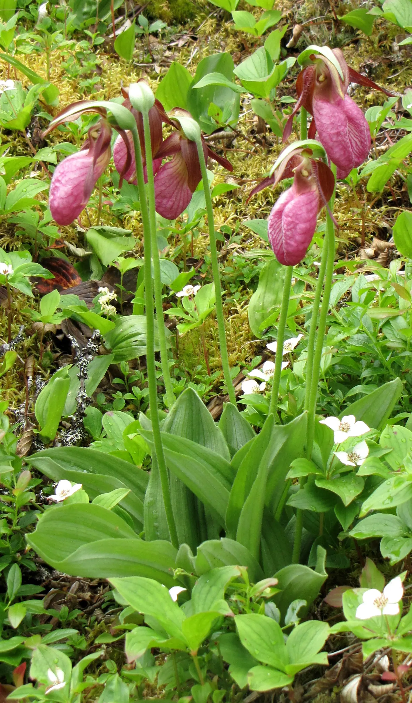 Lady's Slipper, Slipper Plant (Pedilanthus Macrocarpa) — The Lady's Slipper or Slipper Plant; zig-zagging stems that possess a rich green hue, image 60