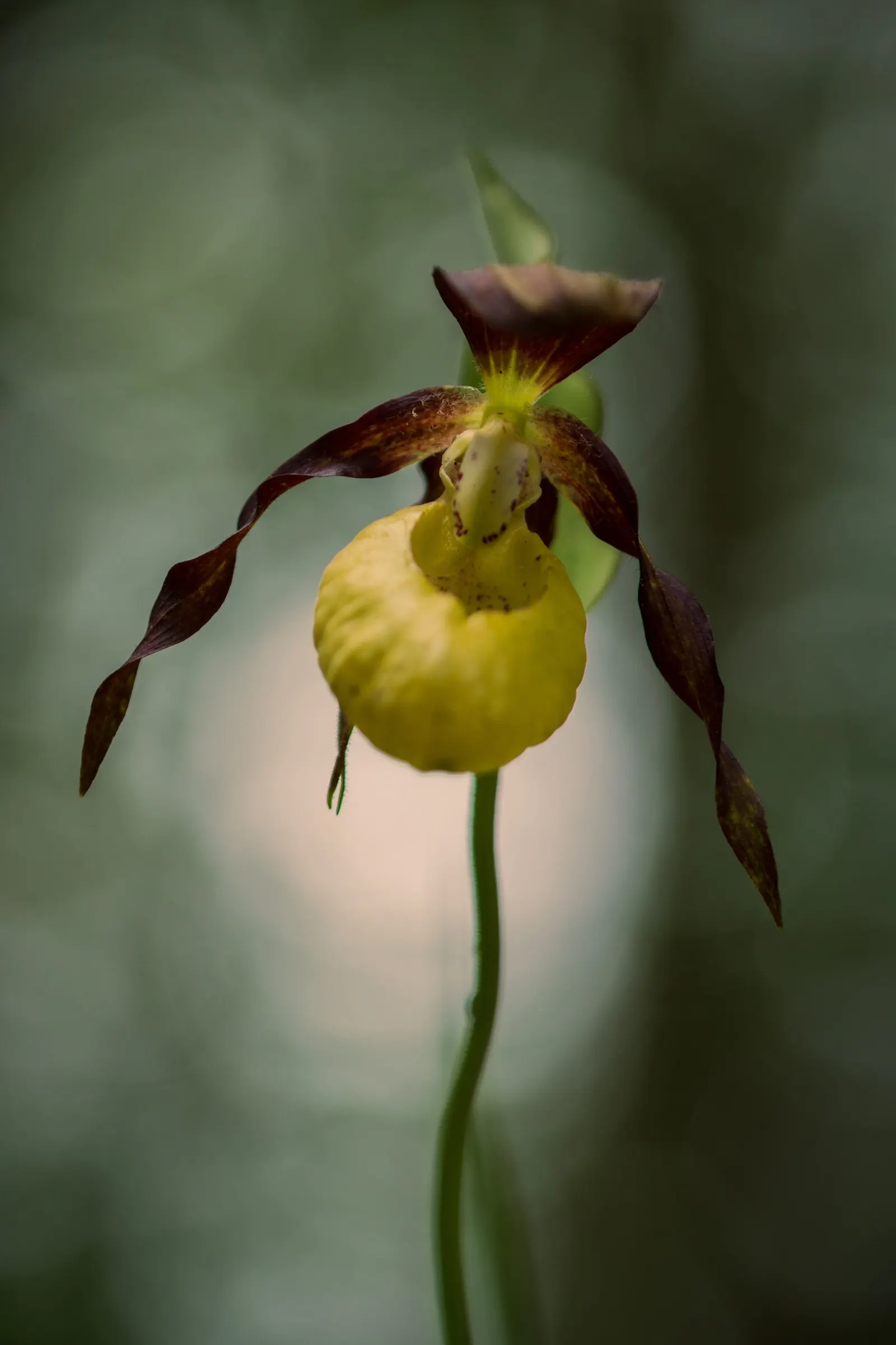 Lady's Slipper, Slipper Plant (Pedilanthus Macrocarpa) — The Lady's Slipper (Pedilanthus macrocarpa) is a unique perennial succulent, reaching up, image 55
