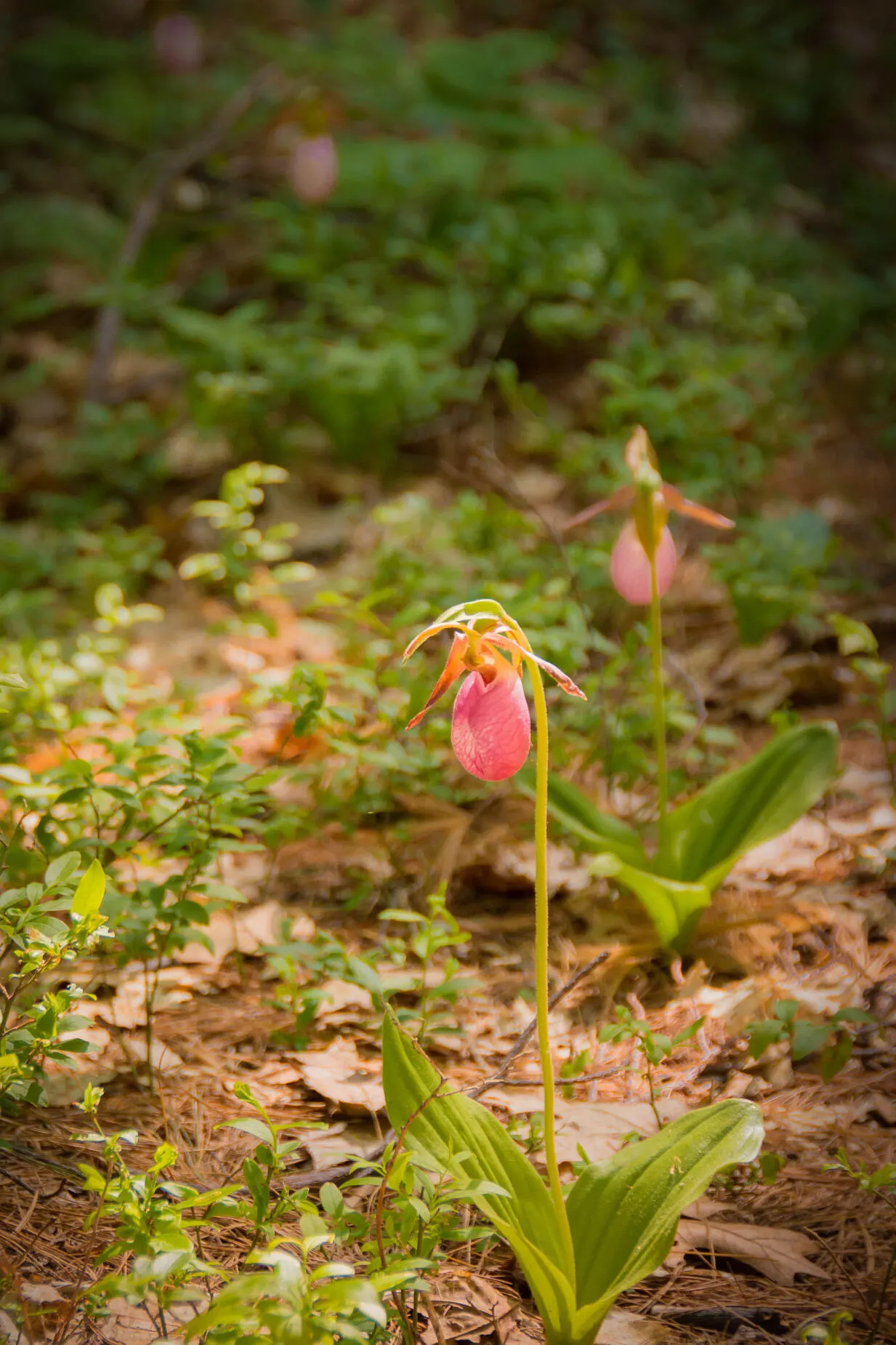 Lady's Slipper, Slipper Plant (Pedilanthus Macrocarpa) — the plant boasts unique red