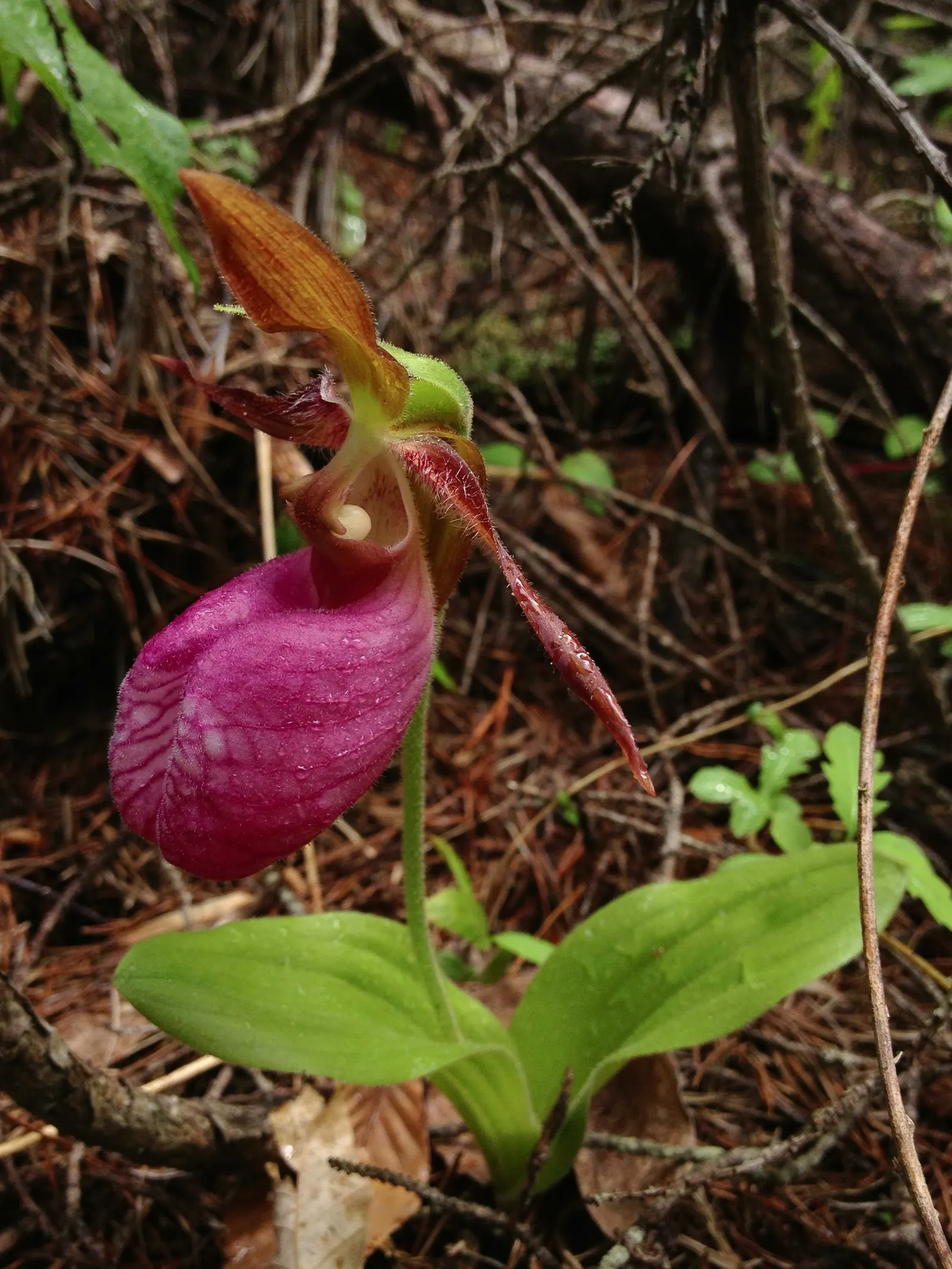 Lady's Slipper, Slipper Plant (Pedilanthus Macrocarpa) — particularly those with a xeriscape approach or a desire for a touch of the exotic; the, image 63