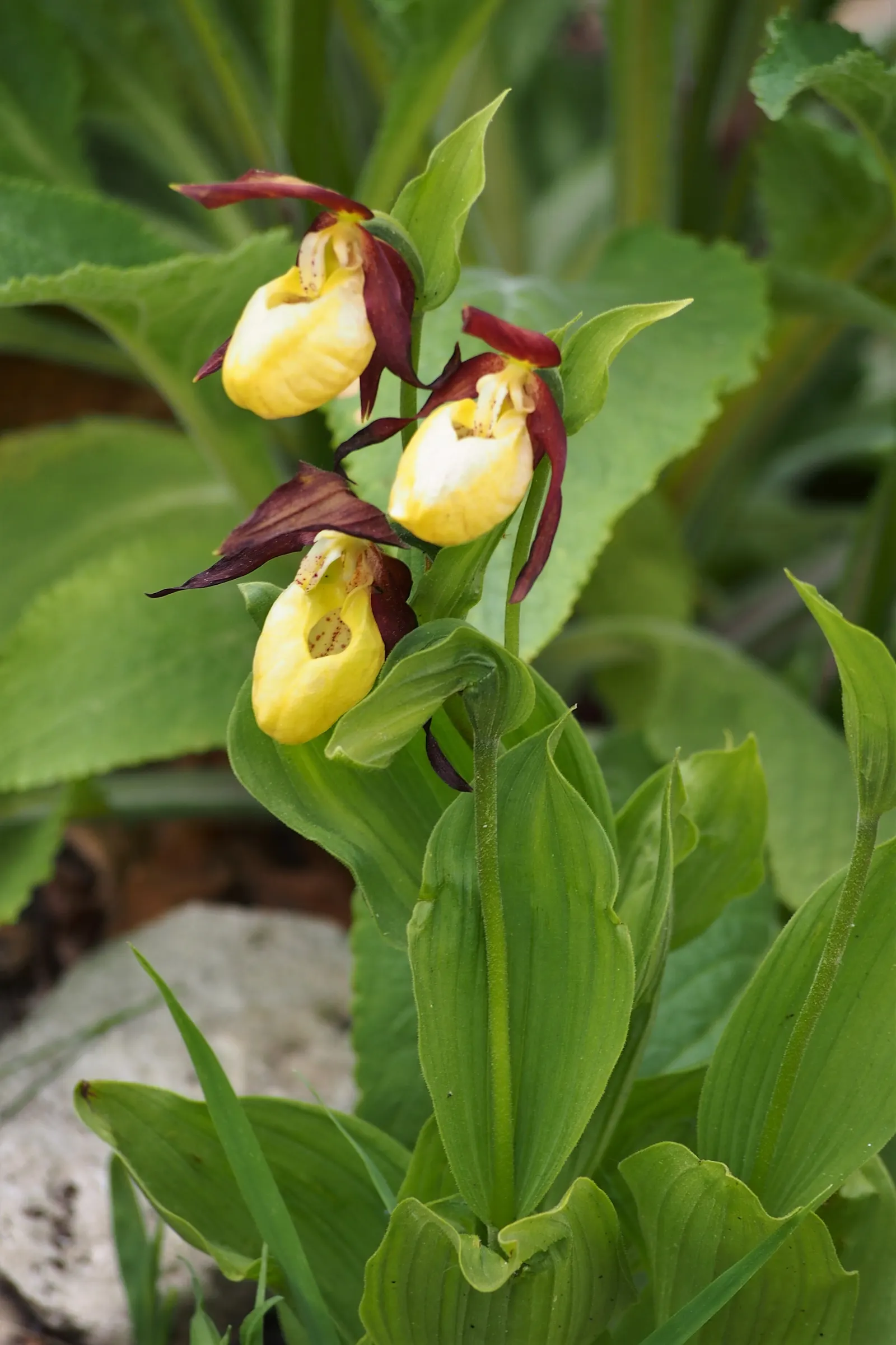 Lady's Slipper, Slipper Plant (Pedilanthus Macrocarpa) — Space plants 2-3 feet apart to create a striking visual impact in xeriscaped gardens, image 86