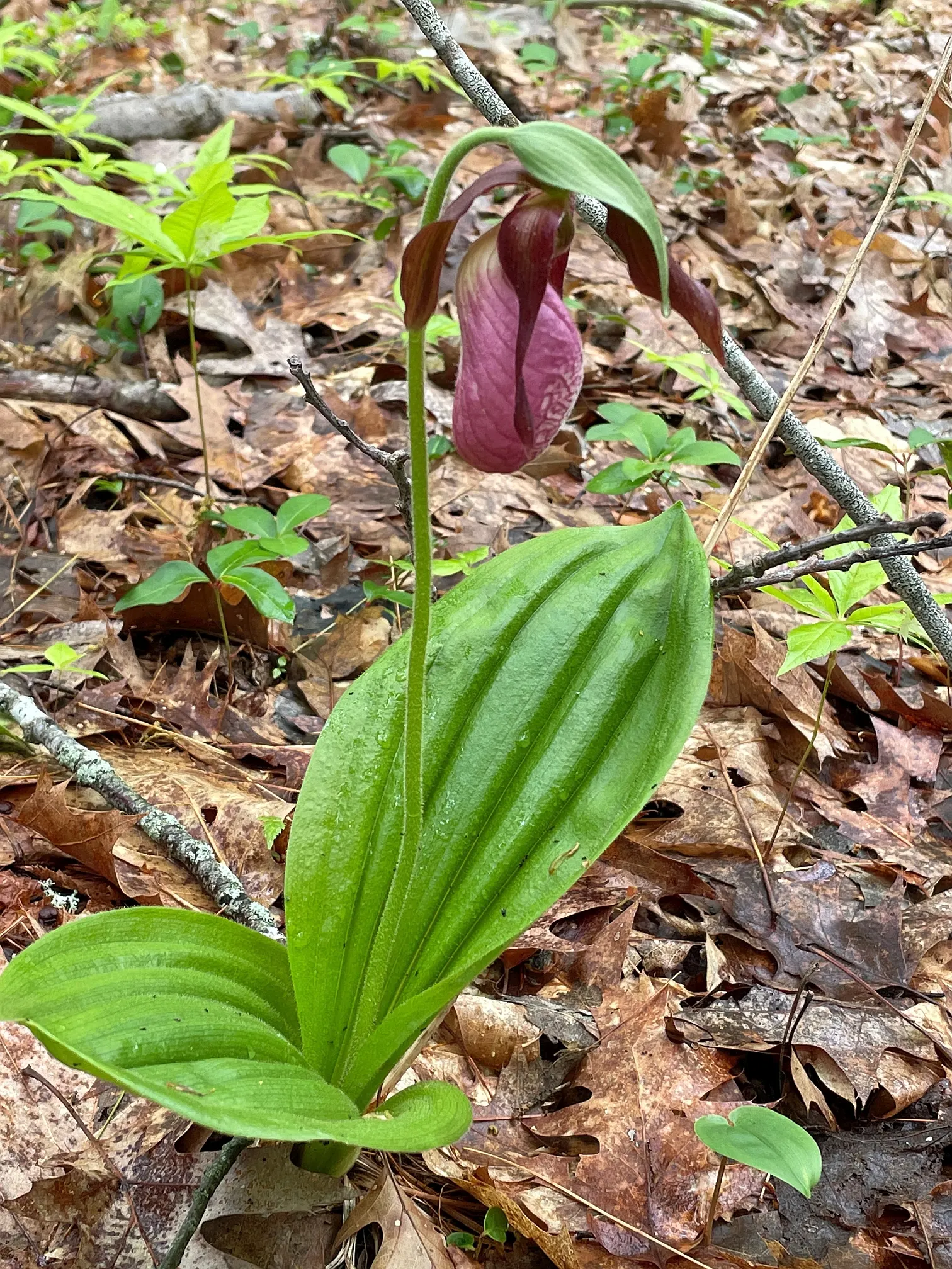 Lady's Slipper, Slipper Plant (Pedilanthus Macrocarpa) — providing a striking vertical element in garden compositions; scientifically known as Pedilanthus