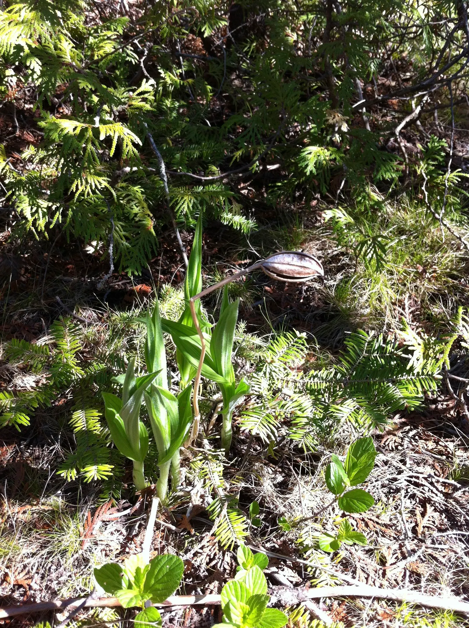 Lady's Slipper, Slipper Plant (Pedilanthus Macrocarpa) — With its low maintenance and dramatic appearance, image 77