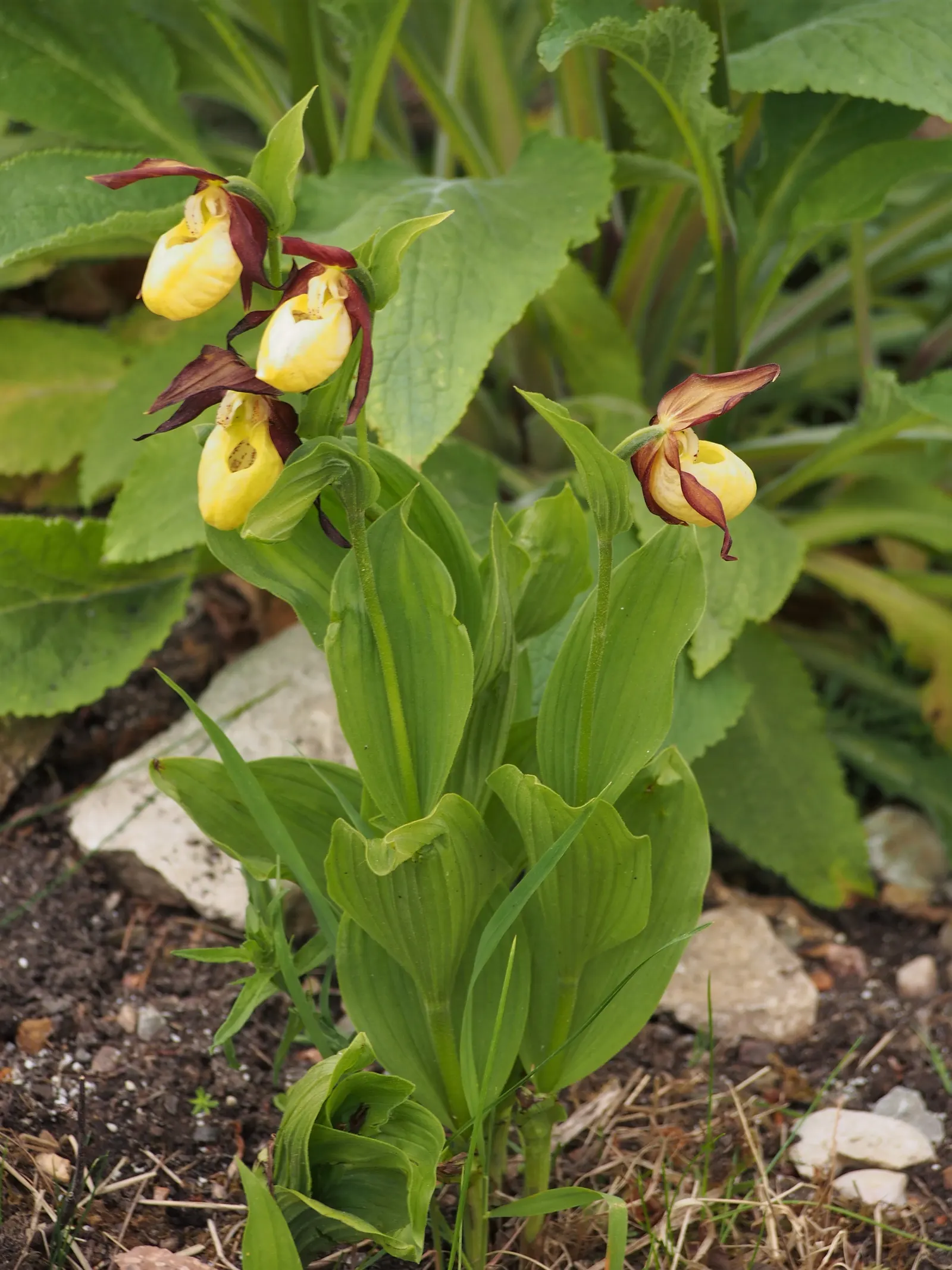 Lady's Slipper, Slipper Plant (Pedilanthus Macrocarpa) — succulent with orange and red blooms; the plant boasts unique red, image 80