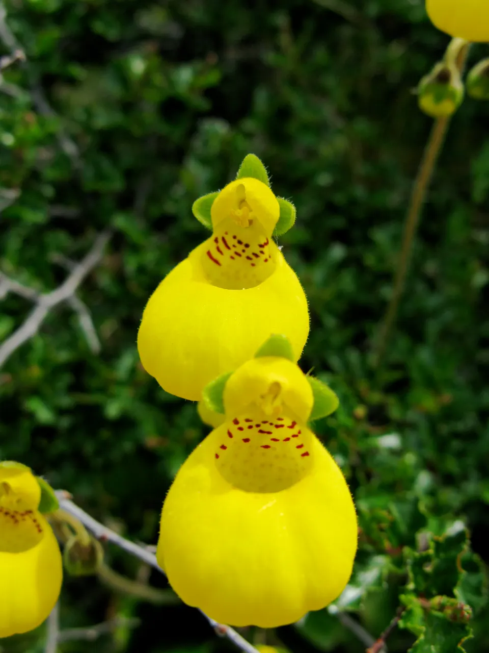 Lady's Slipper, Slipper Plant (Pedilanthus Macrocarpa) — Native to the deserts of Mexico; providing a striking vertical element in garden compositions
