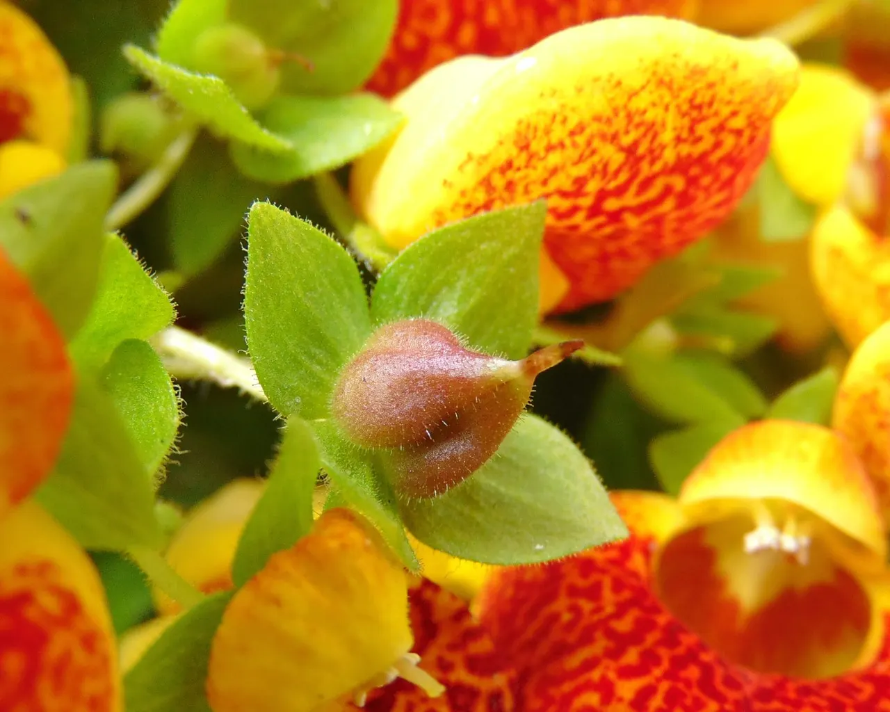 Lady's Slipper, Slipper Plant (Pedilanthus Macrocarpa) — it requires a position in full sun