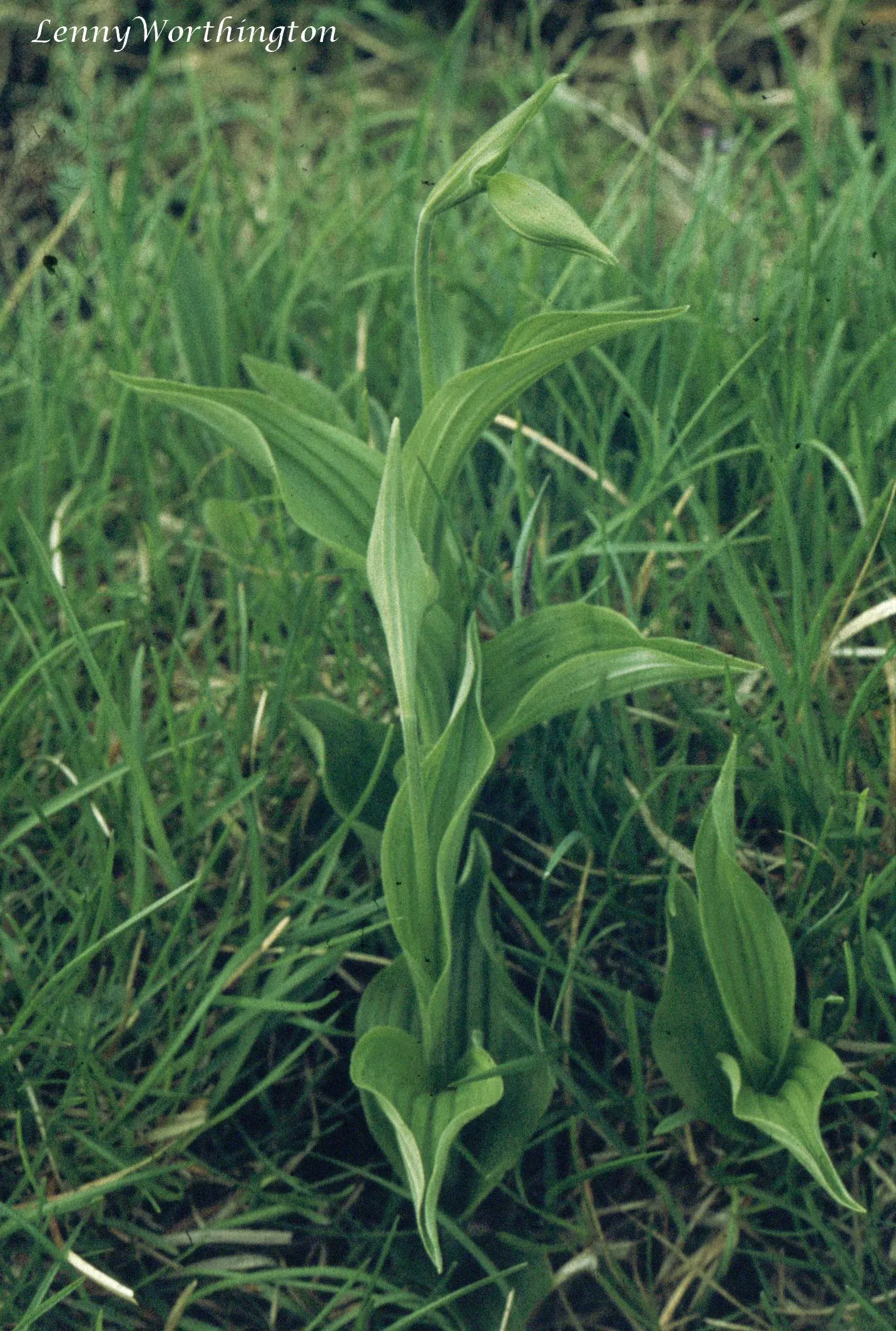 Lady's Slipper, Slipper Plant (Pedilanthus Macrocarpa) — particularly those with a xeriscape approach or a desire for a touch of the exotic; the, image 90