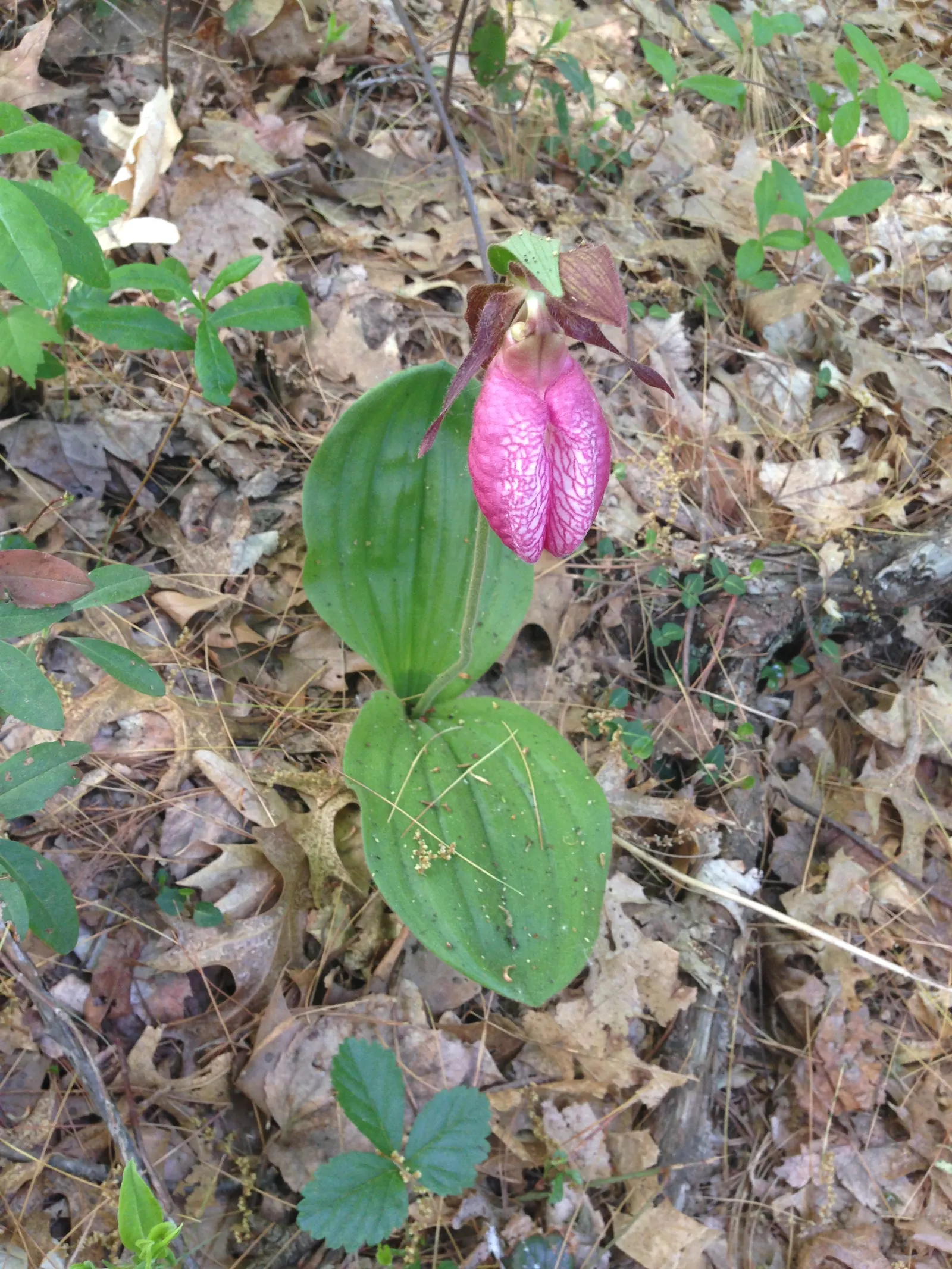 Lady's Slipper, Slipper Plant (Pedilanthus Macrocarpa) — Once established, it's drought-tolerant, requiring minimal care; orange and red flowers in the garden