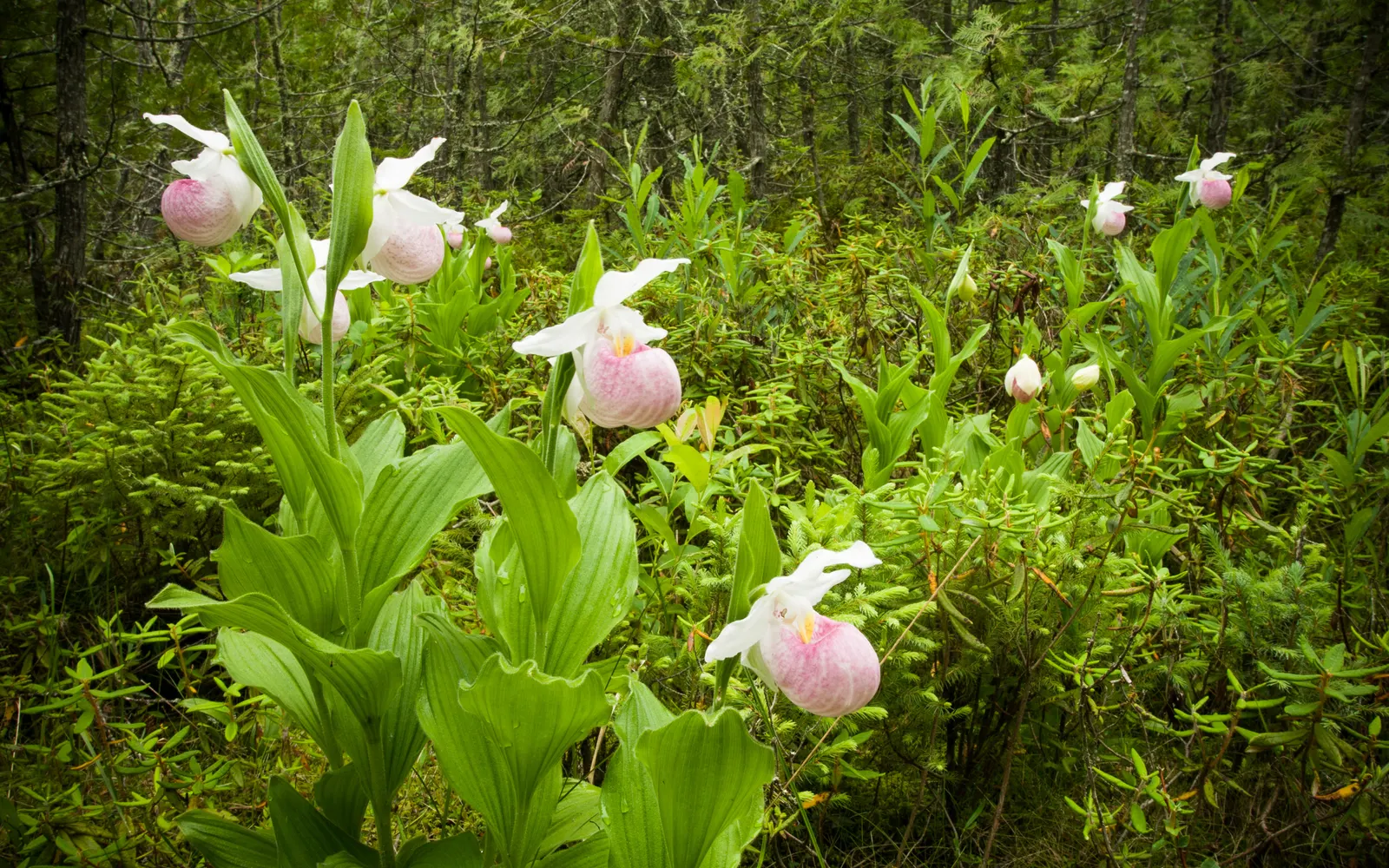 Lady's Slipper, Slipper Plant (Pedilanthus Macrocarpa) — is a unique and eye-catching succulent that will make an impressive addition to any landscape design