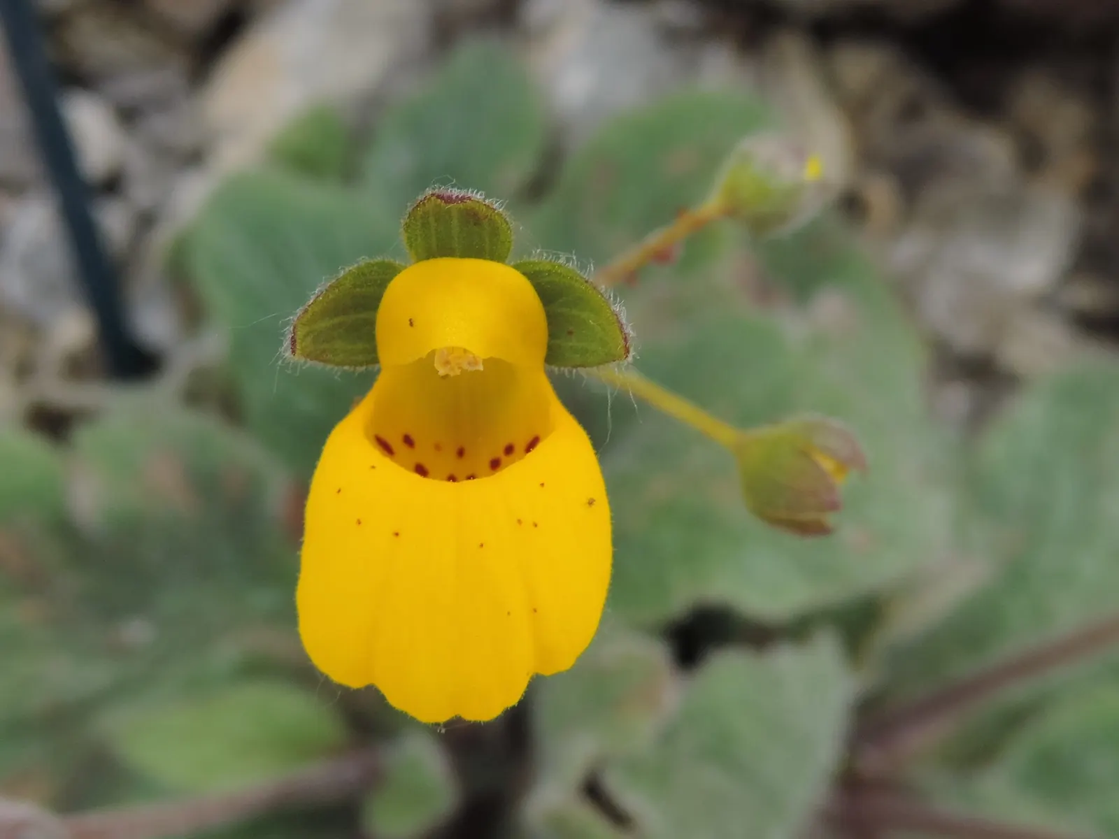 Lady's Slipper, Slipper Plant (Pedilanthus Macrocarpa) — With its low maintenance and dramatic appearance, image 50