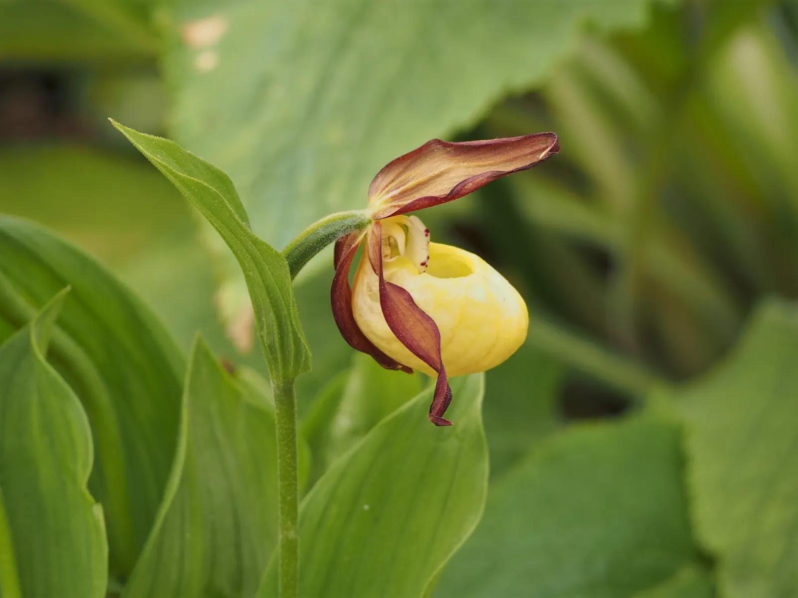 Lady's Slipper, Slipper Plant (Pedilanthus Macrocarpa) — These stems contain sparse, image 95
