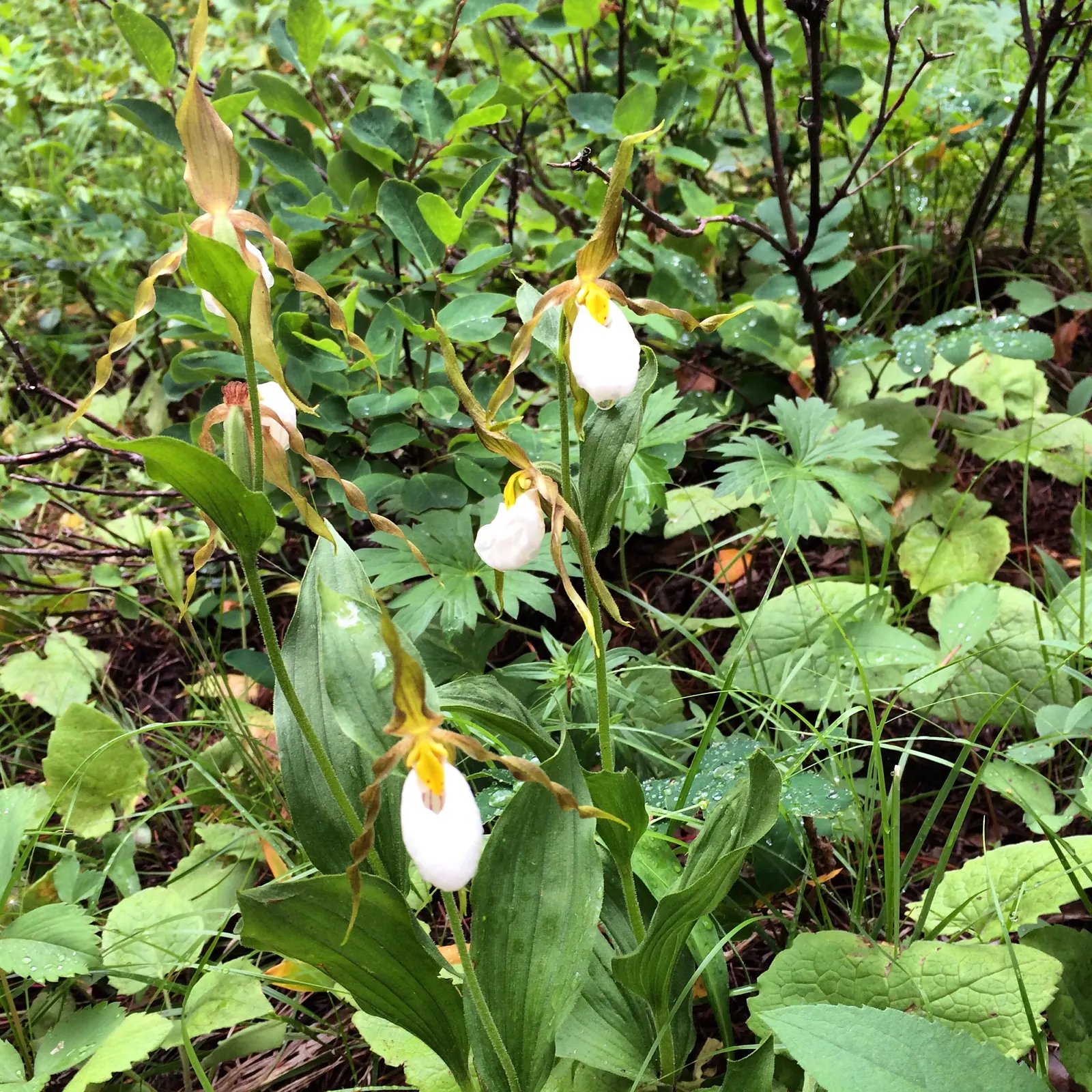 Lady's Slipper, Slipper Plant (Pedilanthus Macrocarpa) — The Lady's Slipper (Pedilanthus macrocarpa) is a unique perennial succulent, reaching up, image 28