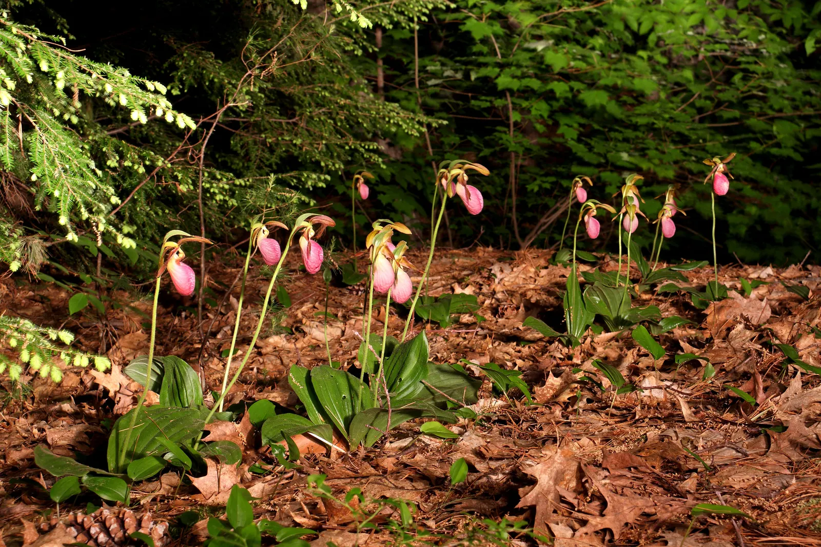 Lady's Slipper, Slipper Plant (Pedilanthus Macrocarpa) — With its low maintenance and dramatic appearance