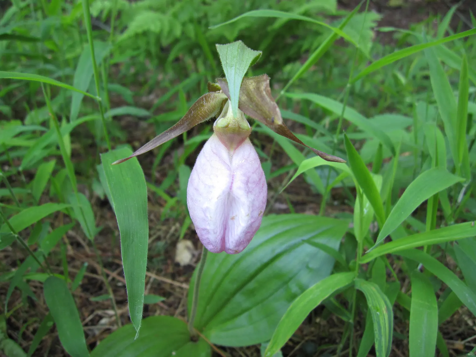Lady's Slipper, Slipper Plant (Pedilanthus Macrocarpa) — The Lady's Slipper or Slipper Plant; zig-zagging stems that possess a rich green hue
