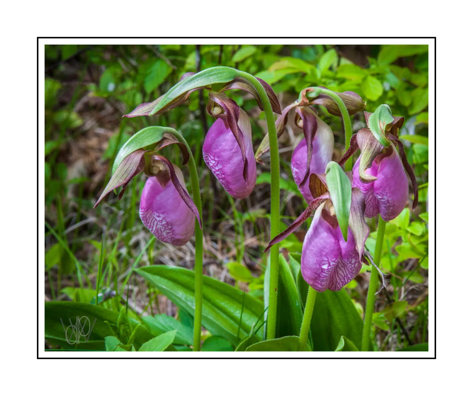 Lady's Slipper, Slipper Plant (Pedilanthus Macrocarpa) — These stems contain sparse, image 41